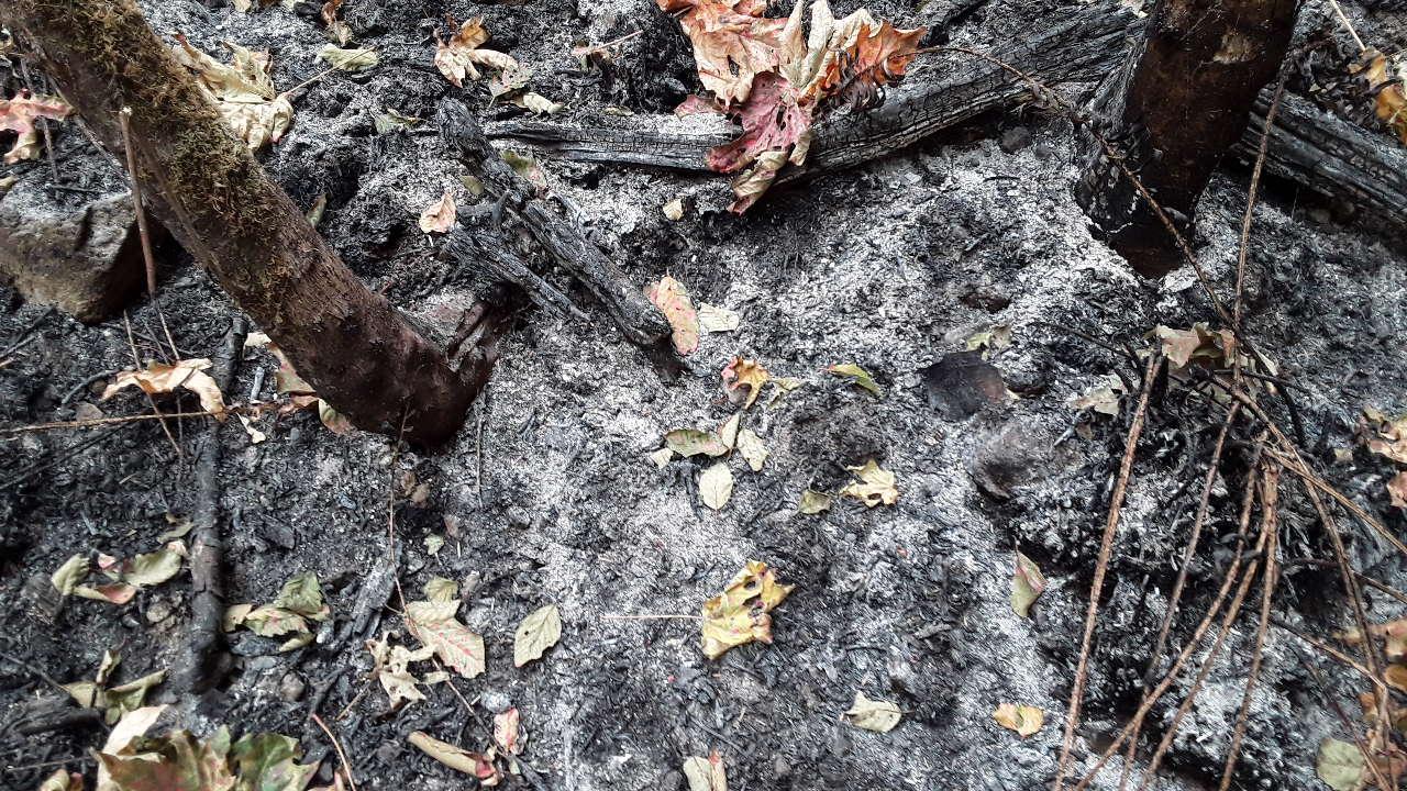 Photo of burned soil
