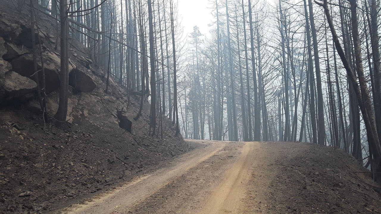 Road through burned area