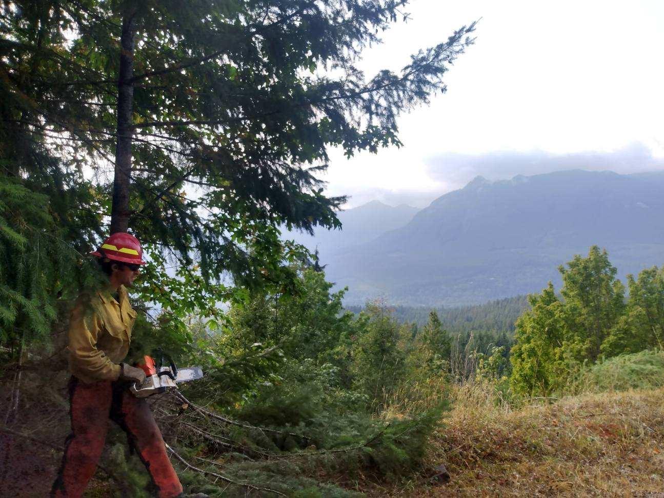 A man with a chainsaw is standing by a young tree, where he has cut off some of the lower branches to reduce the chance of it burning. In the background, clouds hang over the steep, forested mountains.