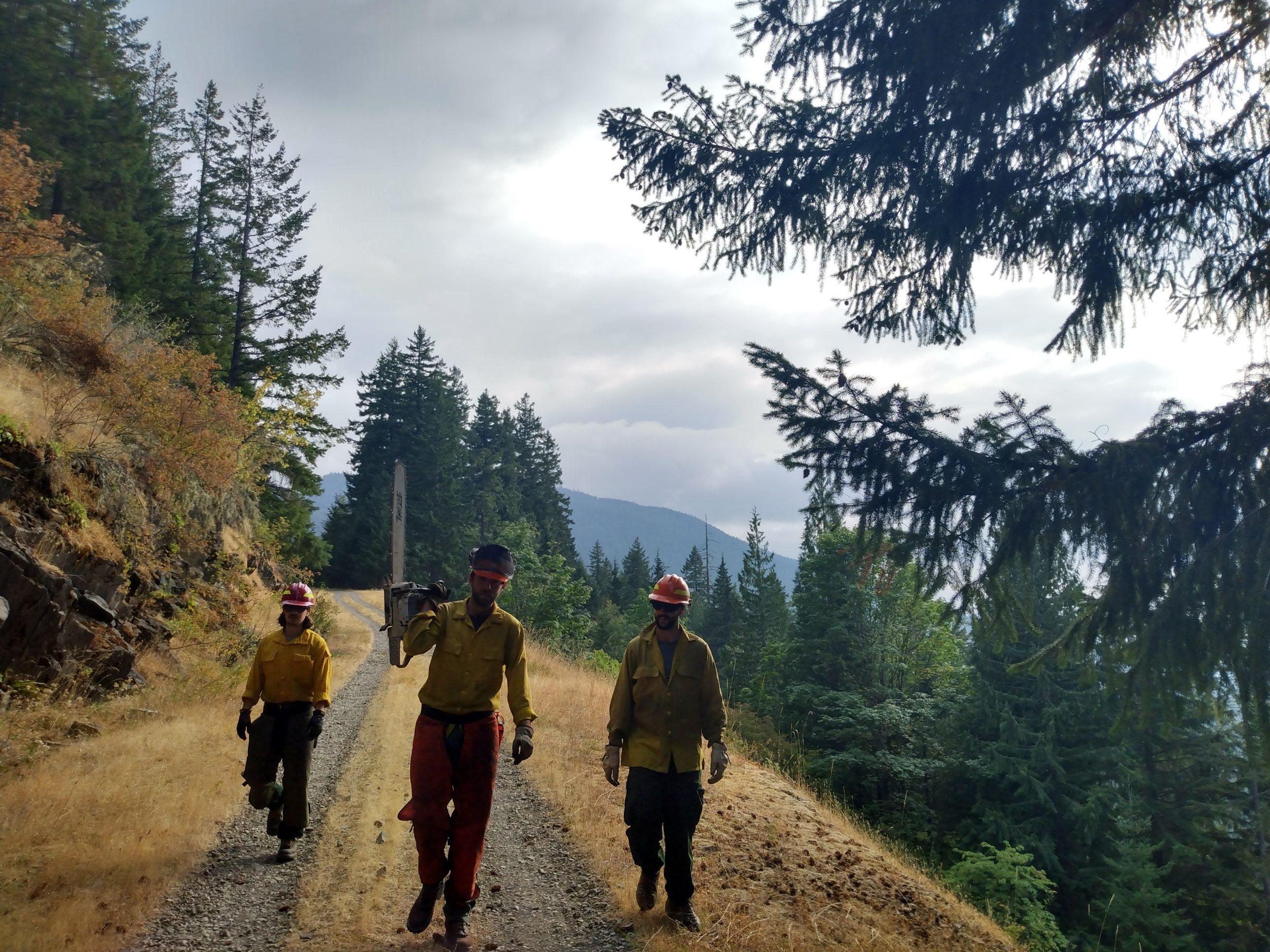 Three firefighters walk on a road cut across a steep, forested slope. One is carrying a chainsaw, used to cut brush along the road.