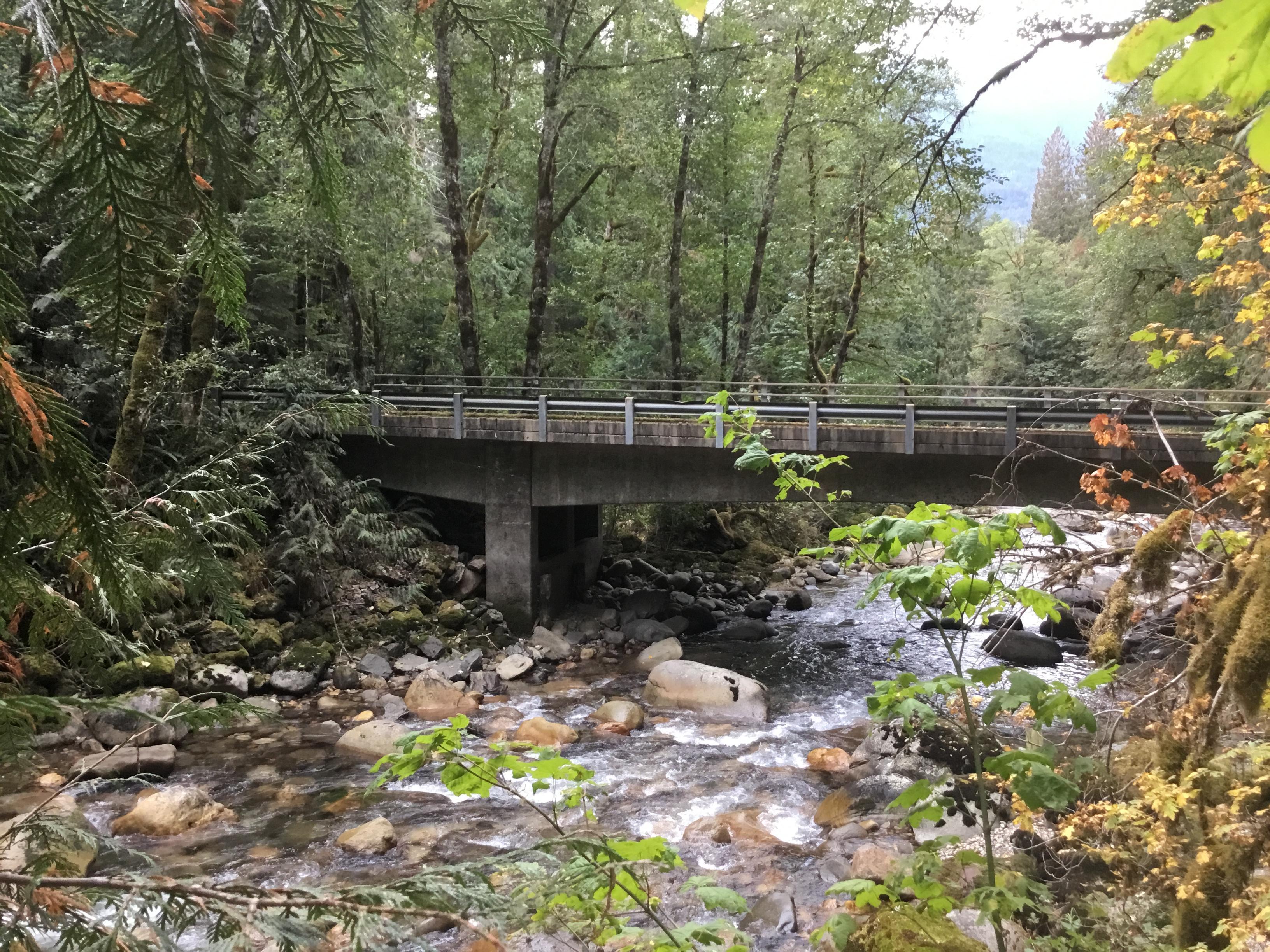 Bridge on forest road