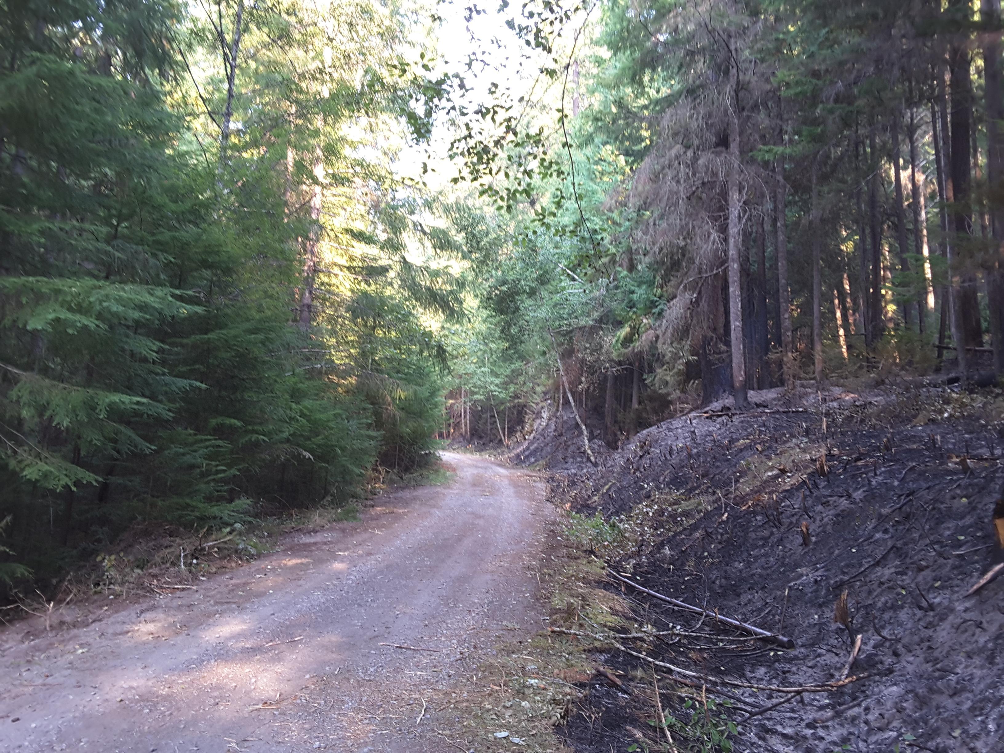 The right side of Forest Road 4612 had the vegetation cut back before it burned. The left side of the road has thick unburned vegetation, showing how the right side was before prep work and fire.