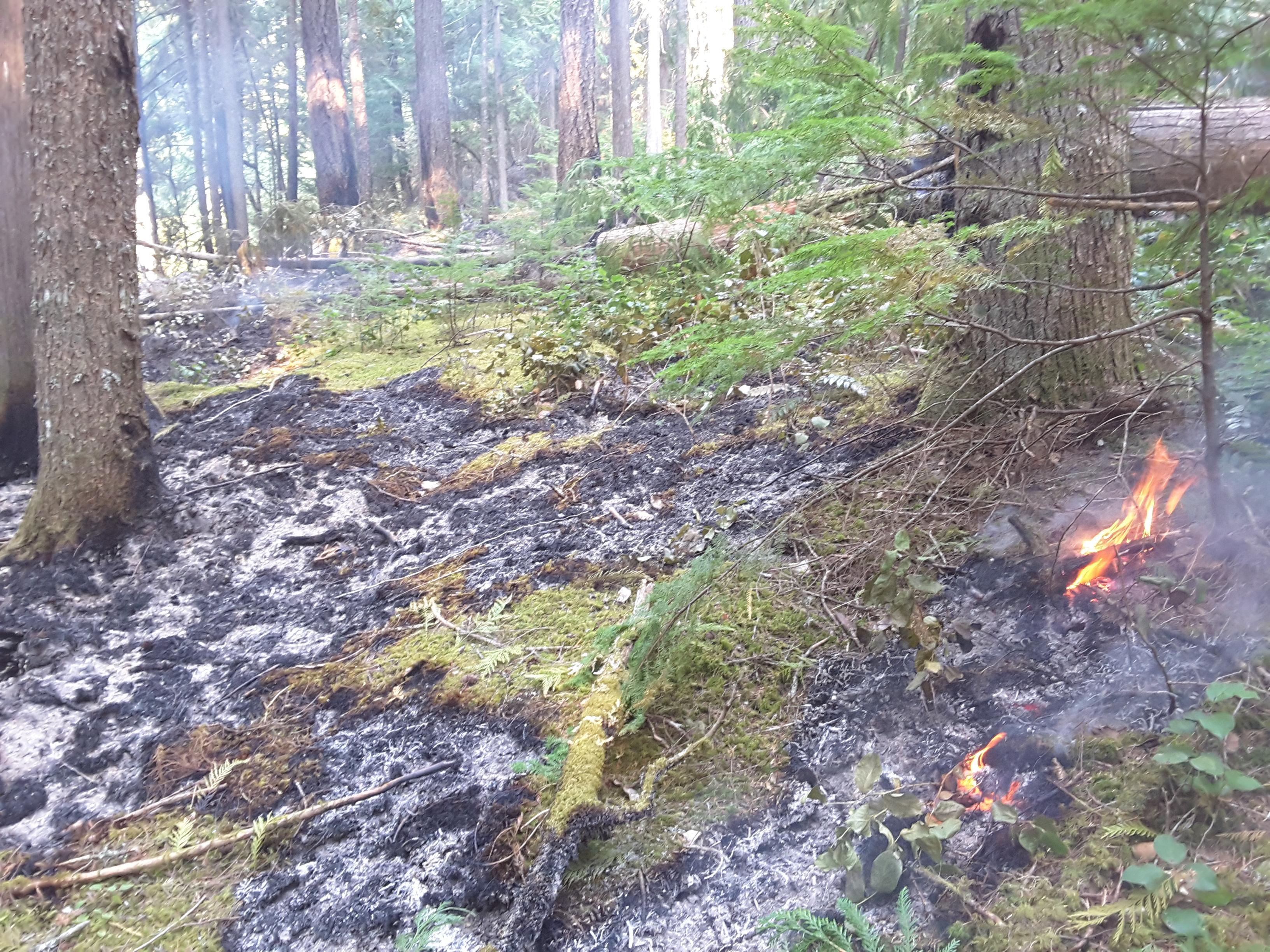 A forested area with patches of the duff layer on the ground burned, part still unburned. A few small flames are visible from burning sticks on the ground.