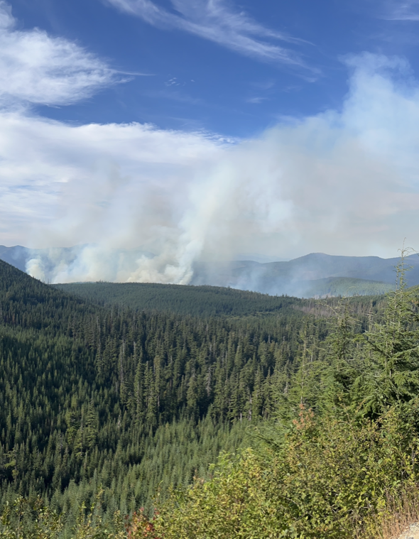 Smoke rising above a forested area.