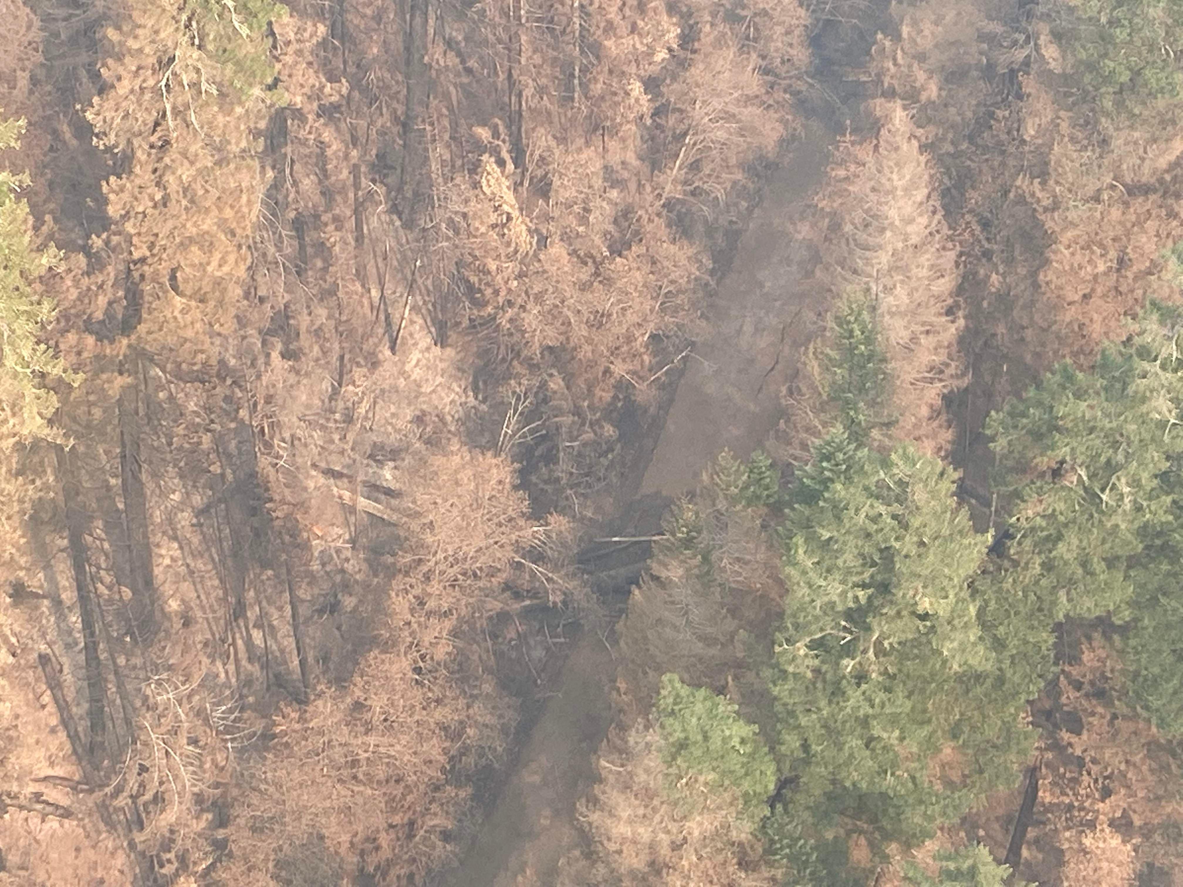 Fire damaged trees down across 24 Road in Salmon Creek area