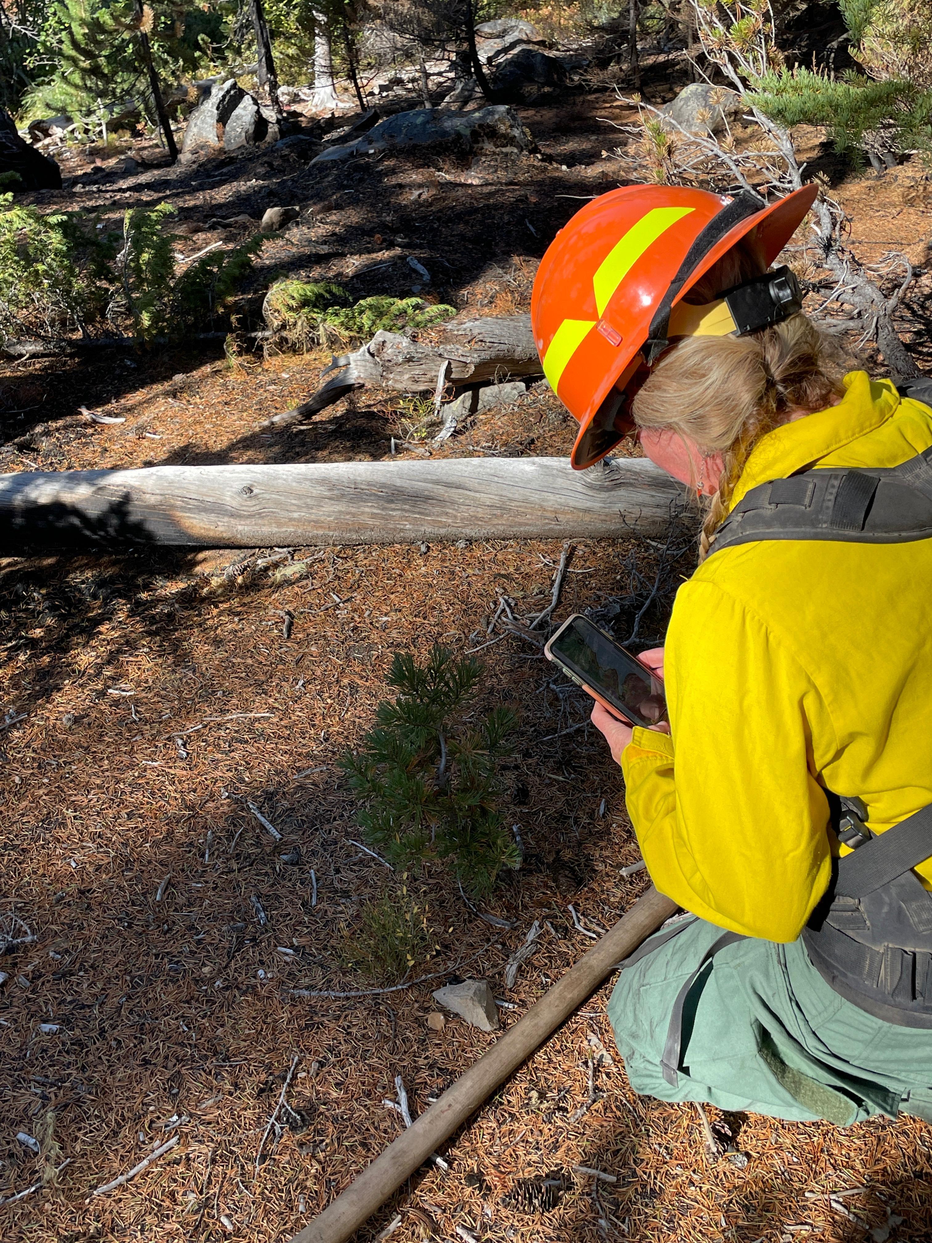 A botanist documents a whitebark pine tree population within the Cedar Creek Fire.