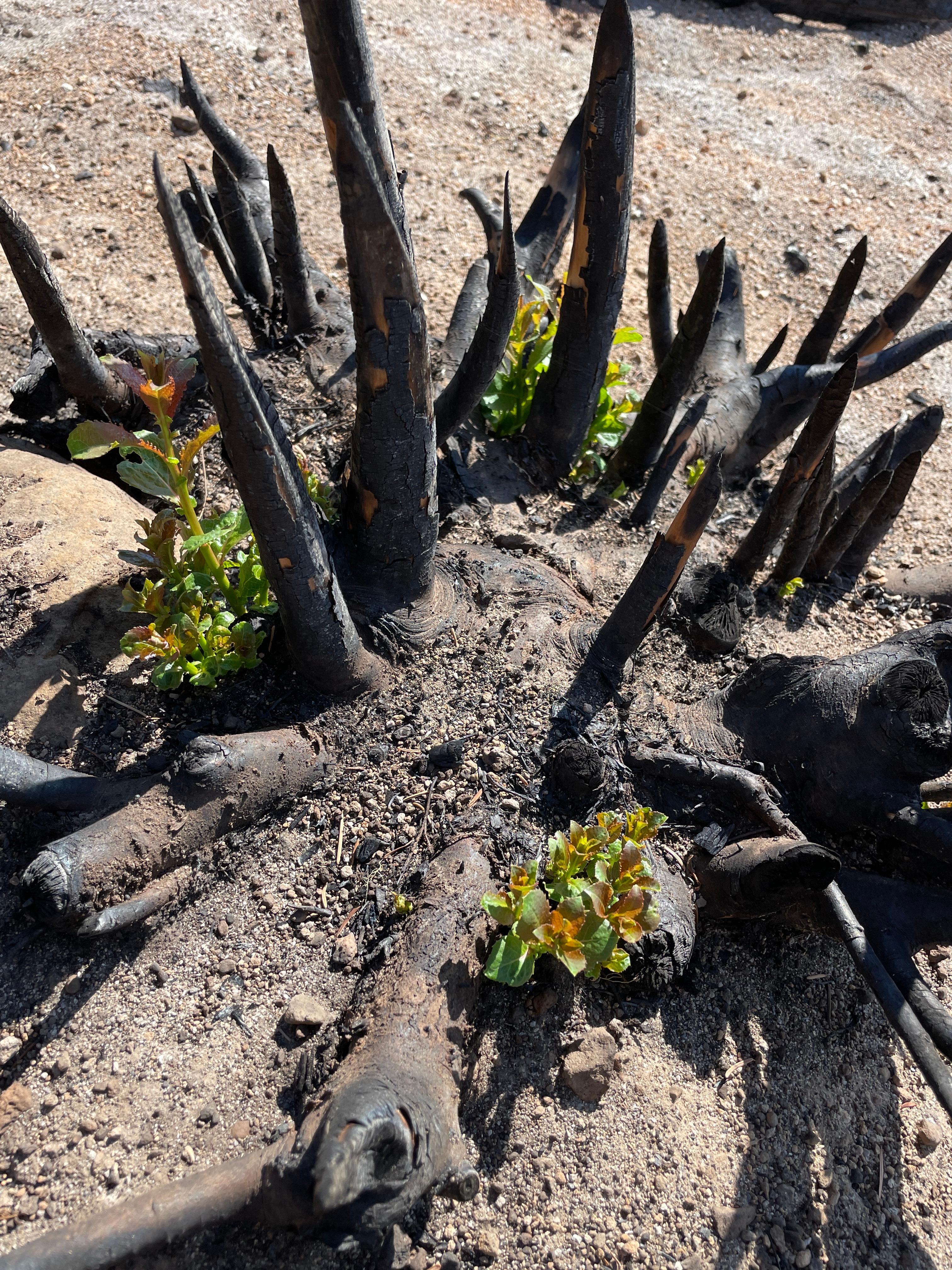 BAER team members have observed plant species are already showing signs of regrowth post-fire.