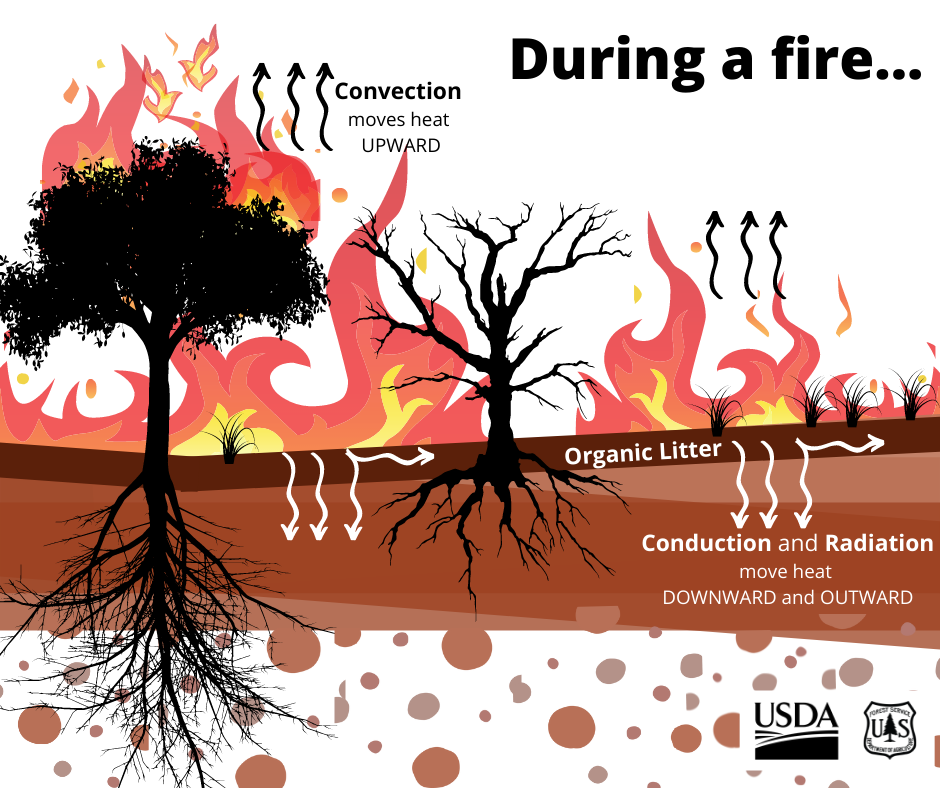 Trees, shrubs, grasses, and the layer of litter on the ground will burn at different intensities in different areas, causing some soils to be exposed to higher heat in some of those high fire intensity burn areas.