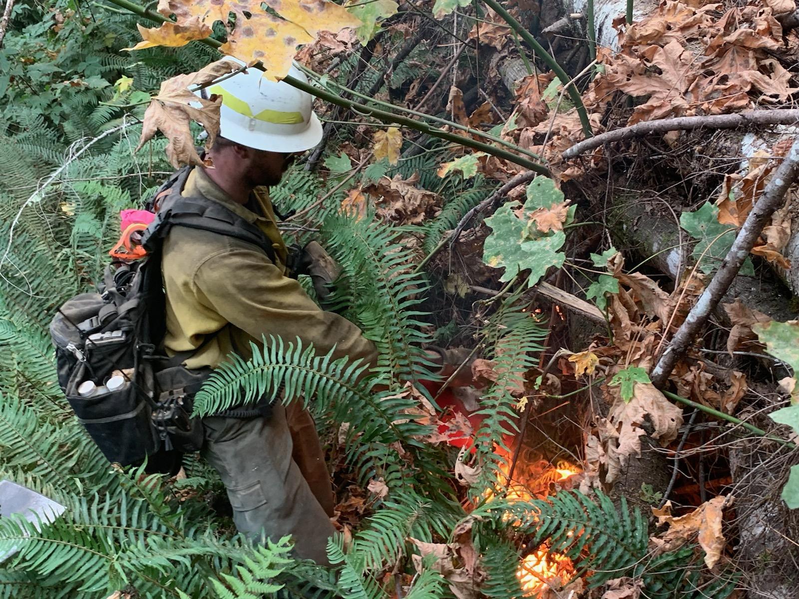 Firefighters work in heavy vegetation.