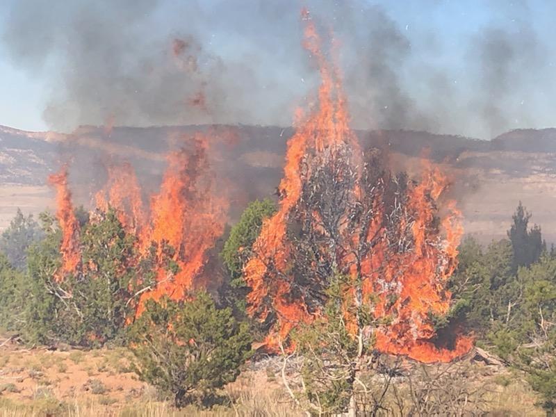 Pinyon and juniper trees burning on Dawson RX