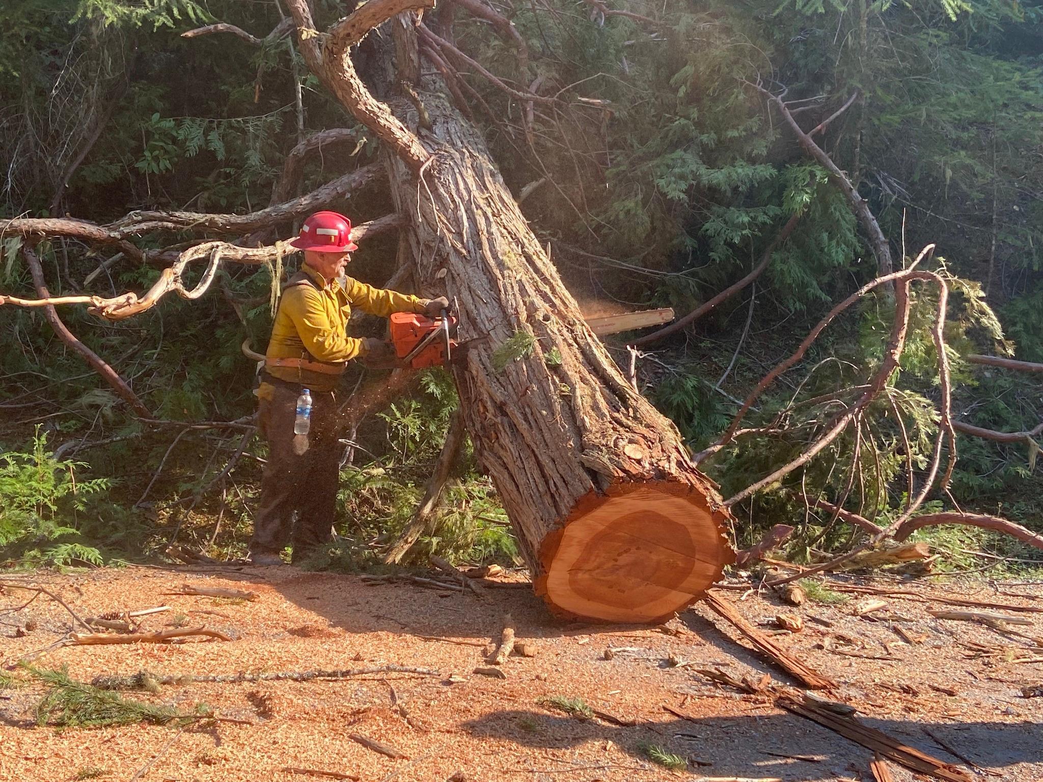 A large tree that had fallen on the road is being cut into pieces by a firefighter in a yellow shirt, green pants, and red helmet by using a chainsaw.