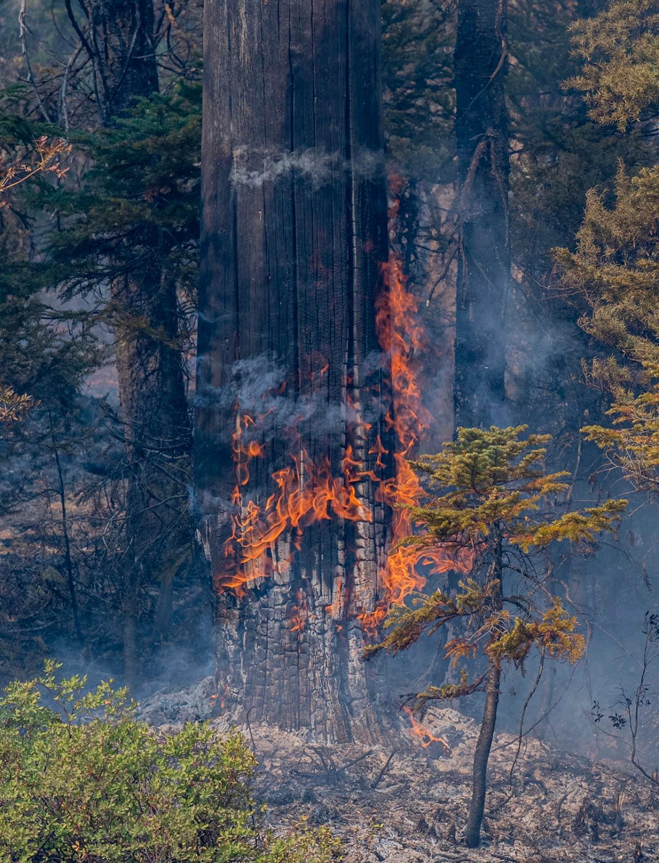 A large tree in the forest has orange flame slowly burning up the tree bark, turning the base of the tree black and white.