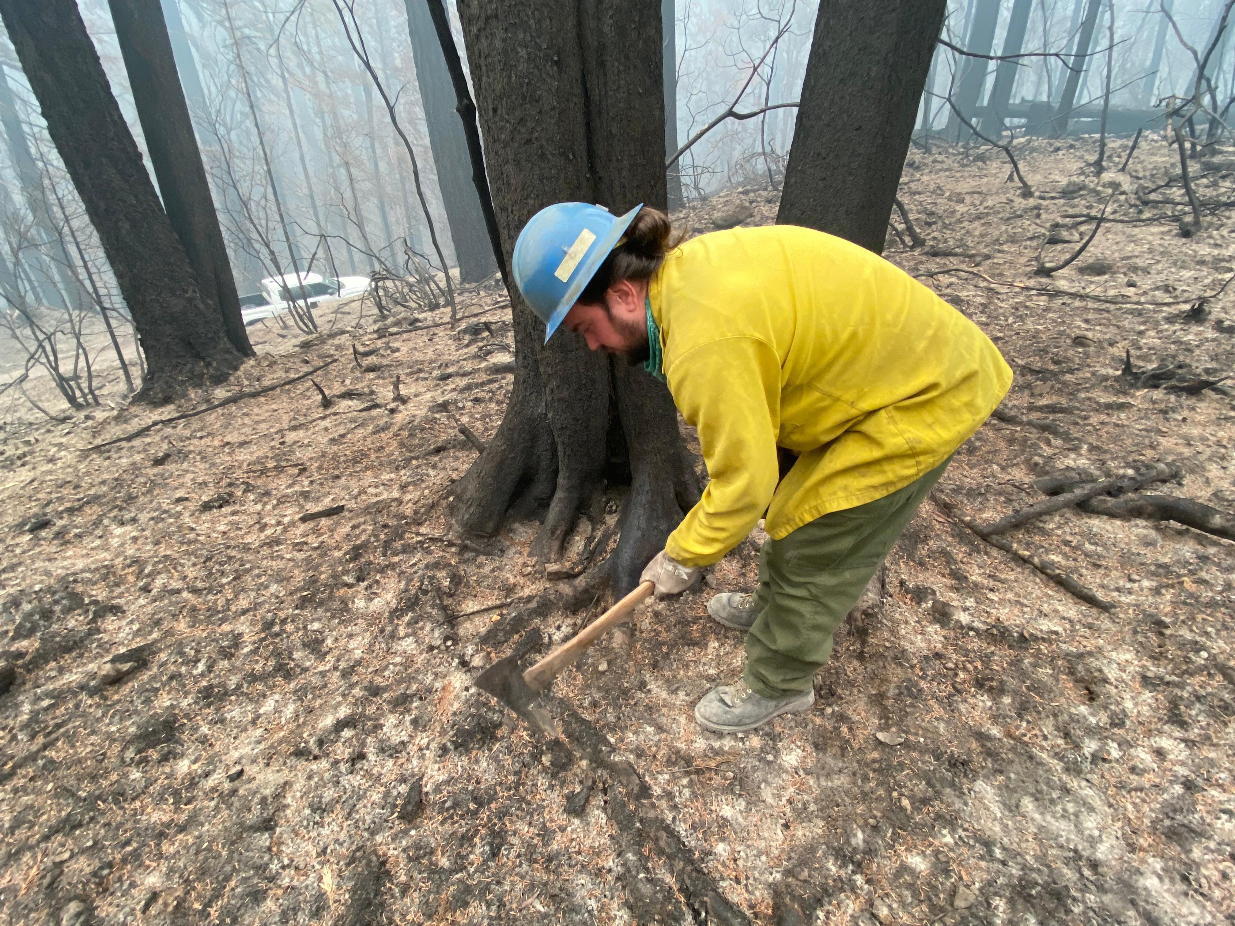 Timber resource advisor assessing tree damage in Division Y