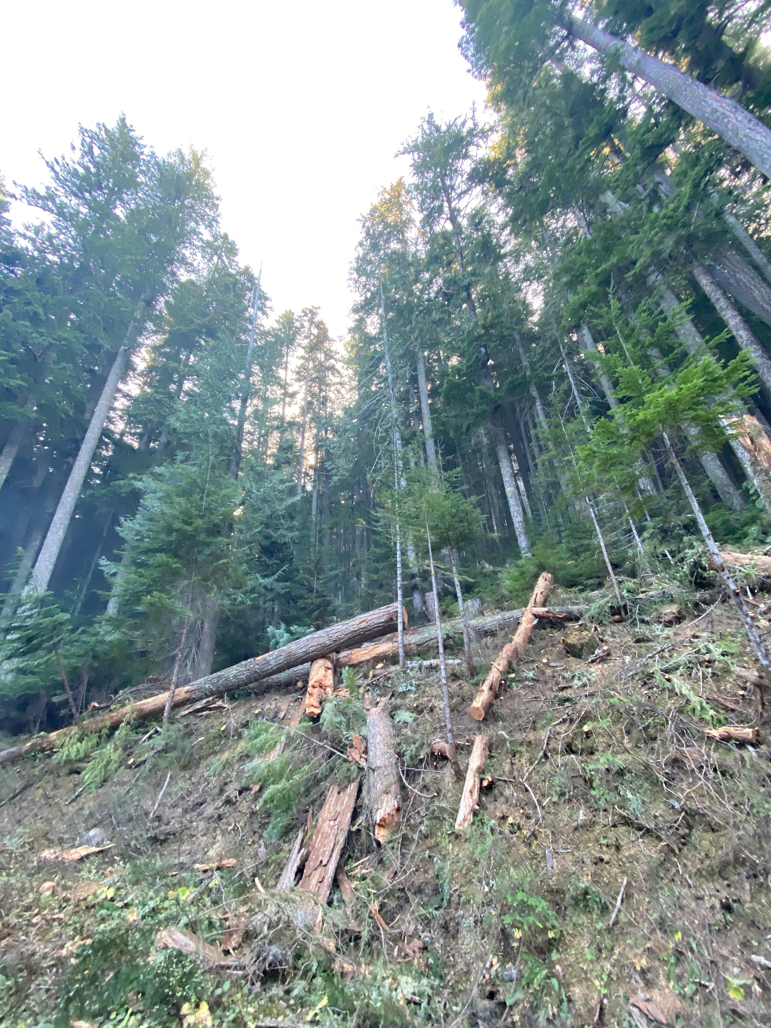 A slope above a road has several large logs and chunks of wood on the ground. Large trees are in the background.