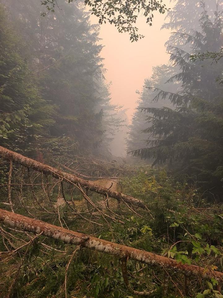 Fallen trees in the burn area.