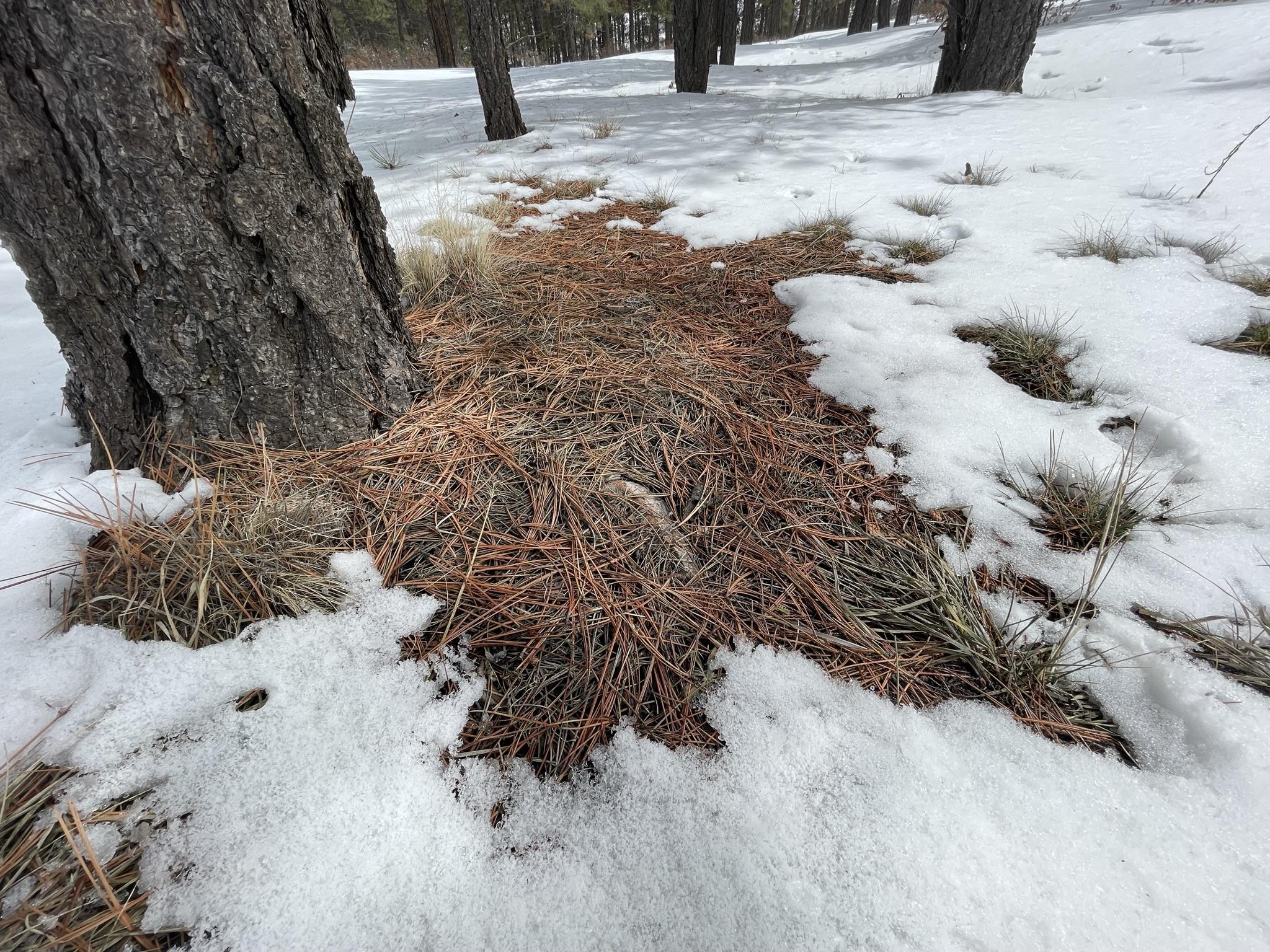 Snow near tree surrounded by pine needles