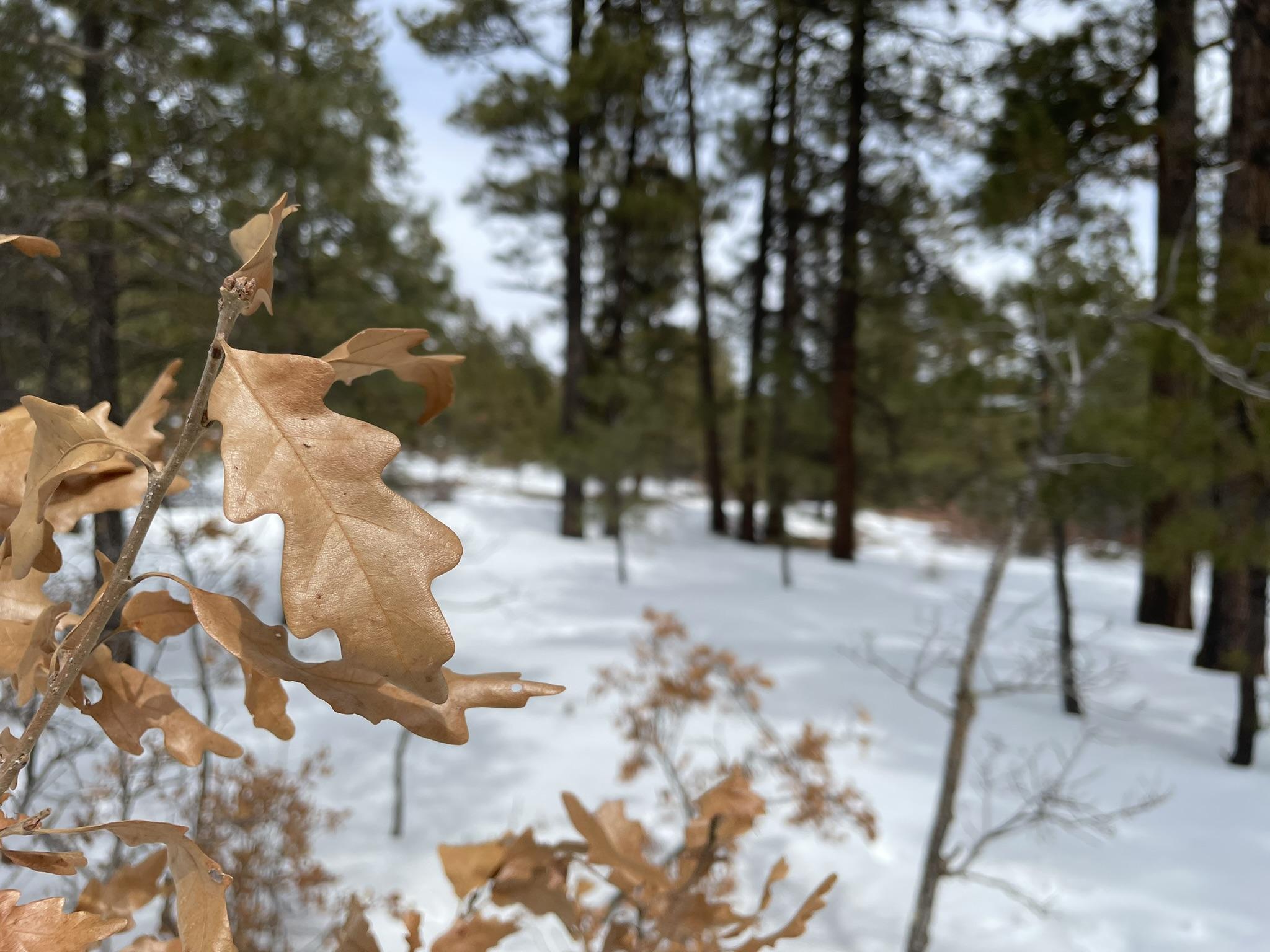 Brown forest leaves, trees and snow. 