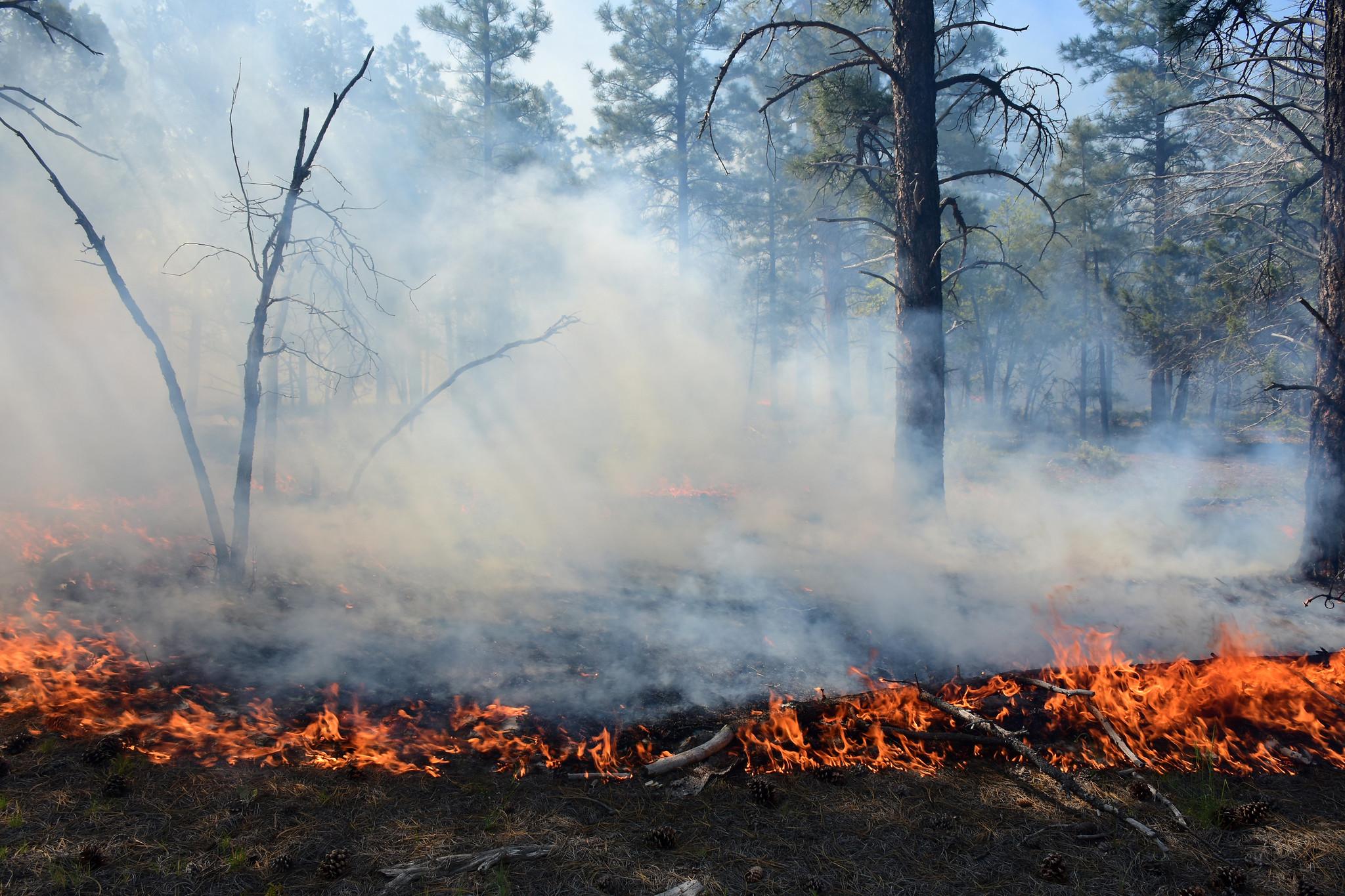 flames creeping across the forest floor amidst green ponderosa pine trees