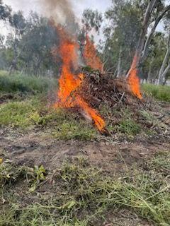 A burn pile consuming fuels on the Del Rosa prescribed burn 4/12/23.