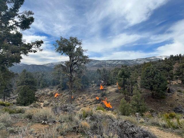 Multiple piles burn on the Baldwin Lake prescribed burn 4/12/23.