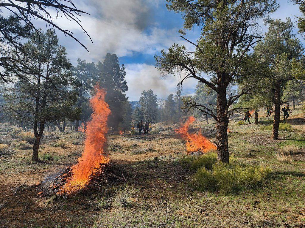 Fuels being consumed on the Baldwin Lakes prescribed burn on 4/13/23.