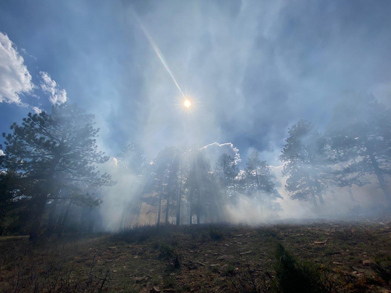 Smoke pouring through Ponderosa Pines, with blue skies in the background. 
