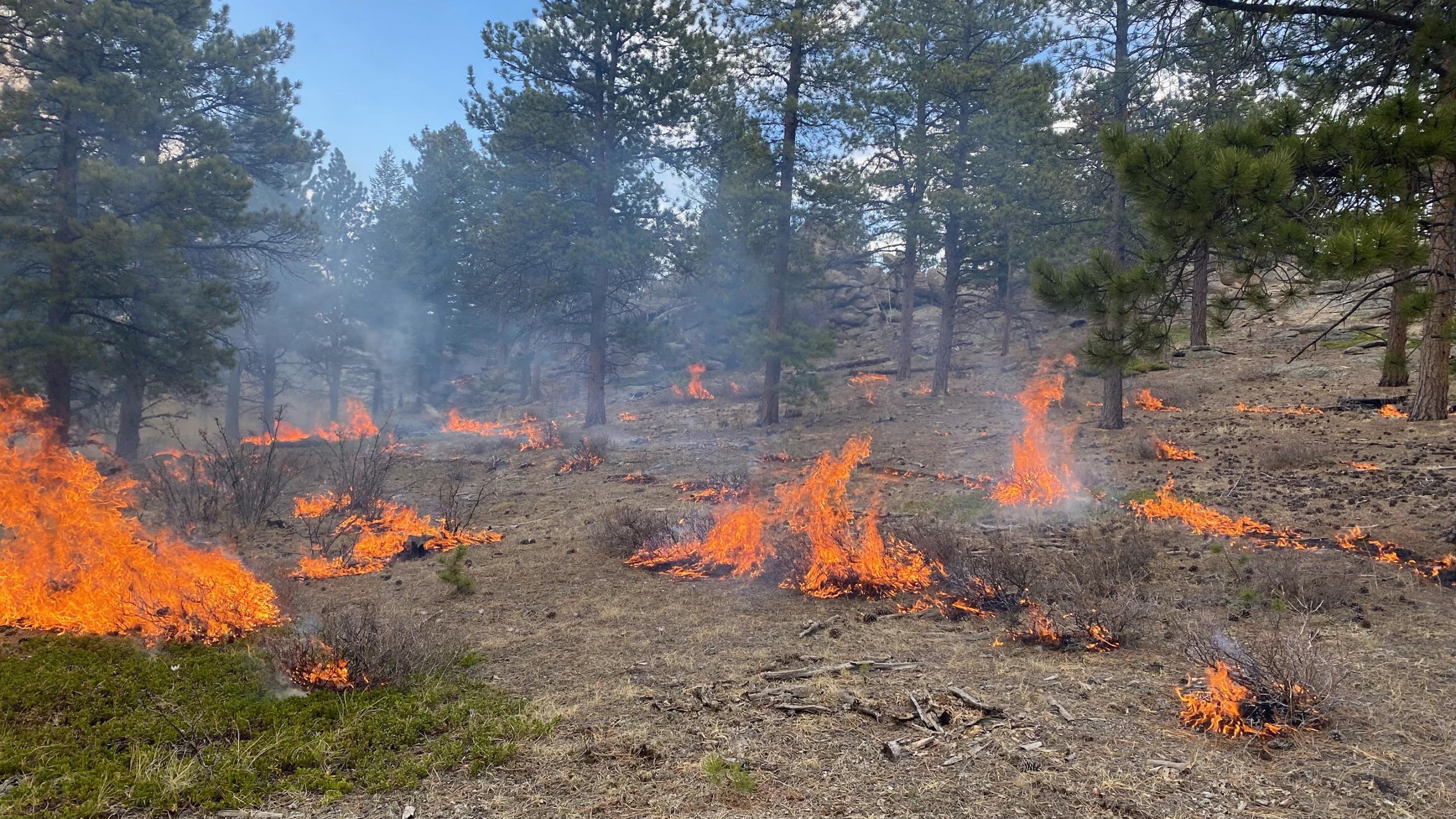 Strips of orange flames on an open forest landscape. 