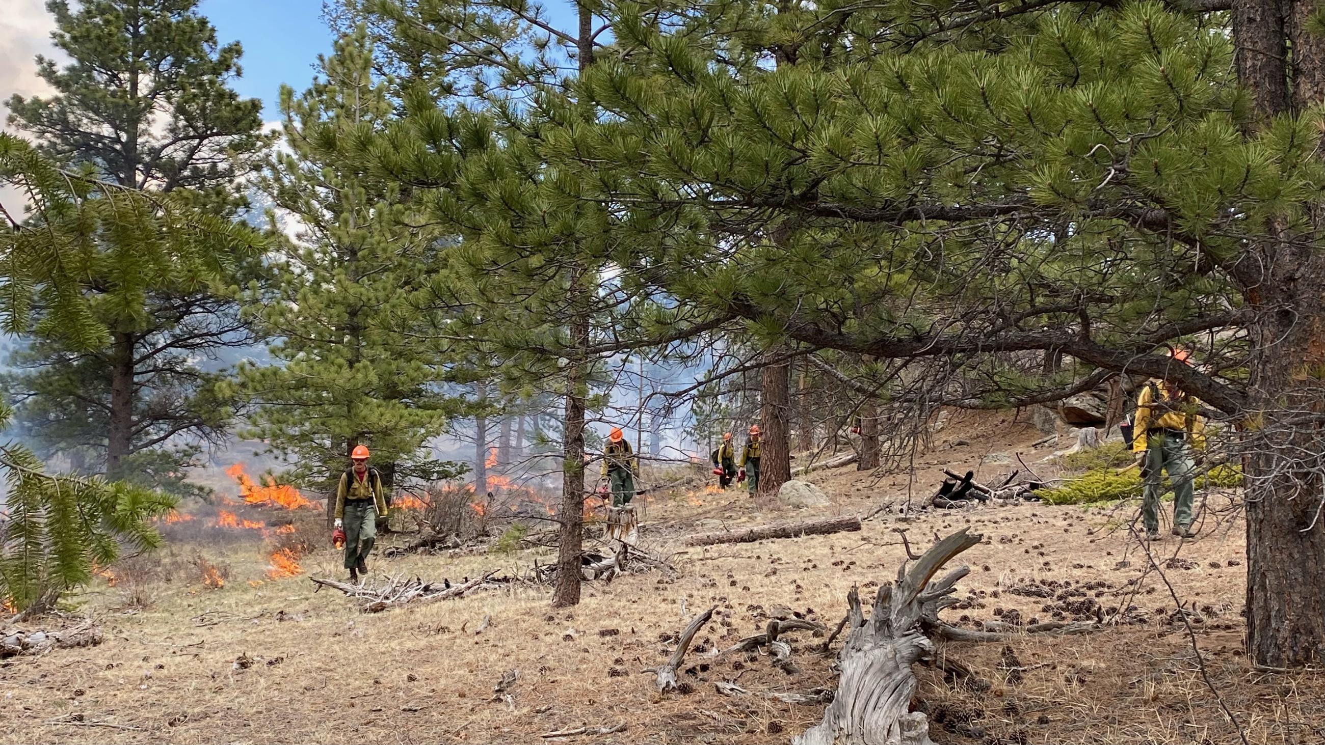 Firefighters walking through a forest landscape dropping fire from drip torches.