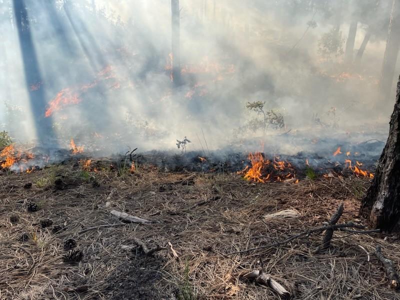 Mountainair Ranger District – Chato Prescribed Fire - Photo on 5/29/23