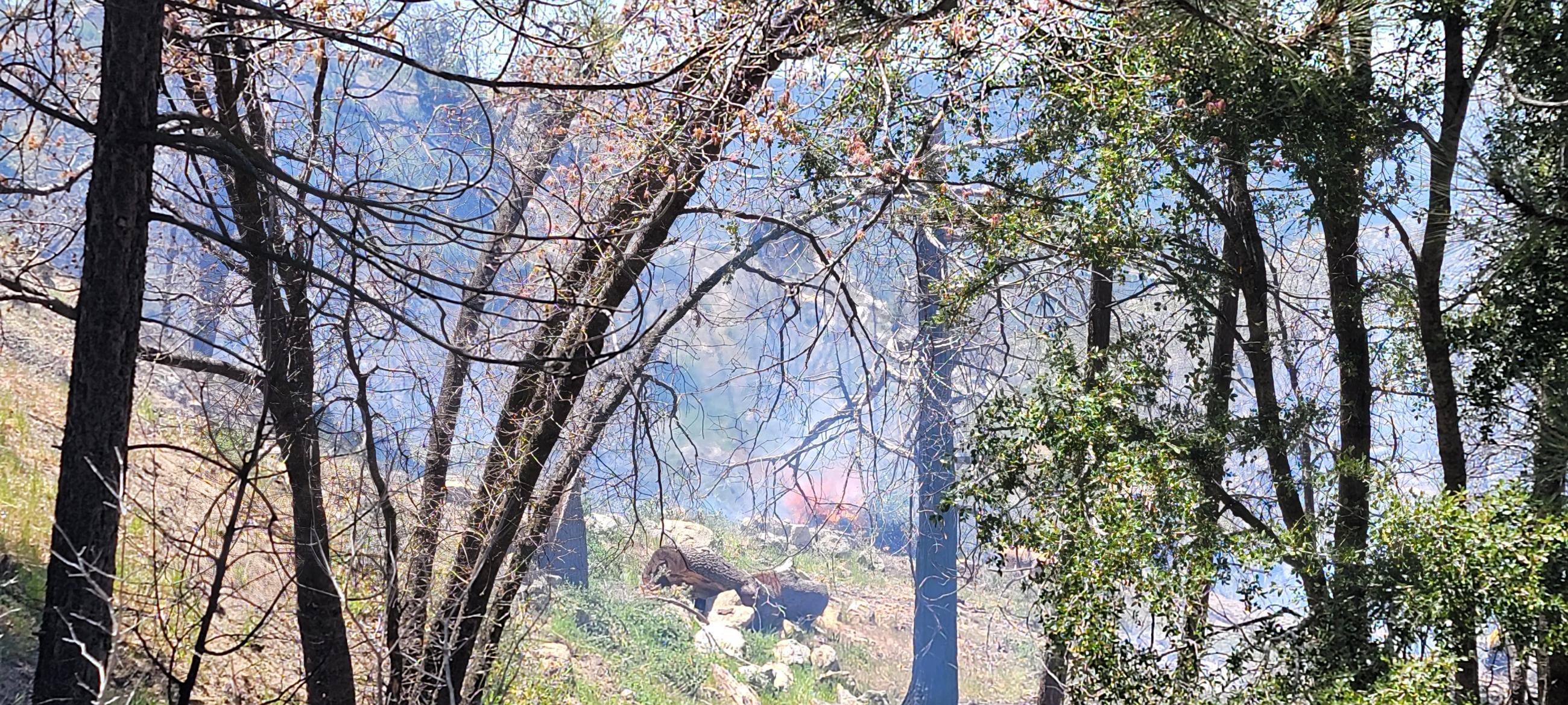 Fuels being consumed in one of the piles being burned on the Cranston Reforestation prescribed Burn 5/7/23.