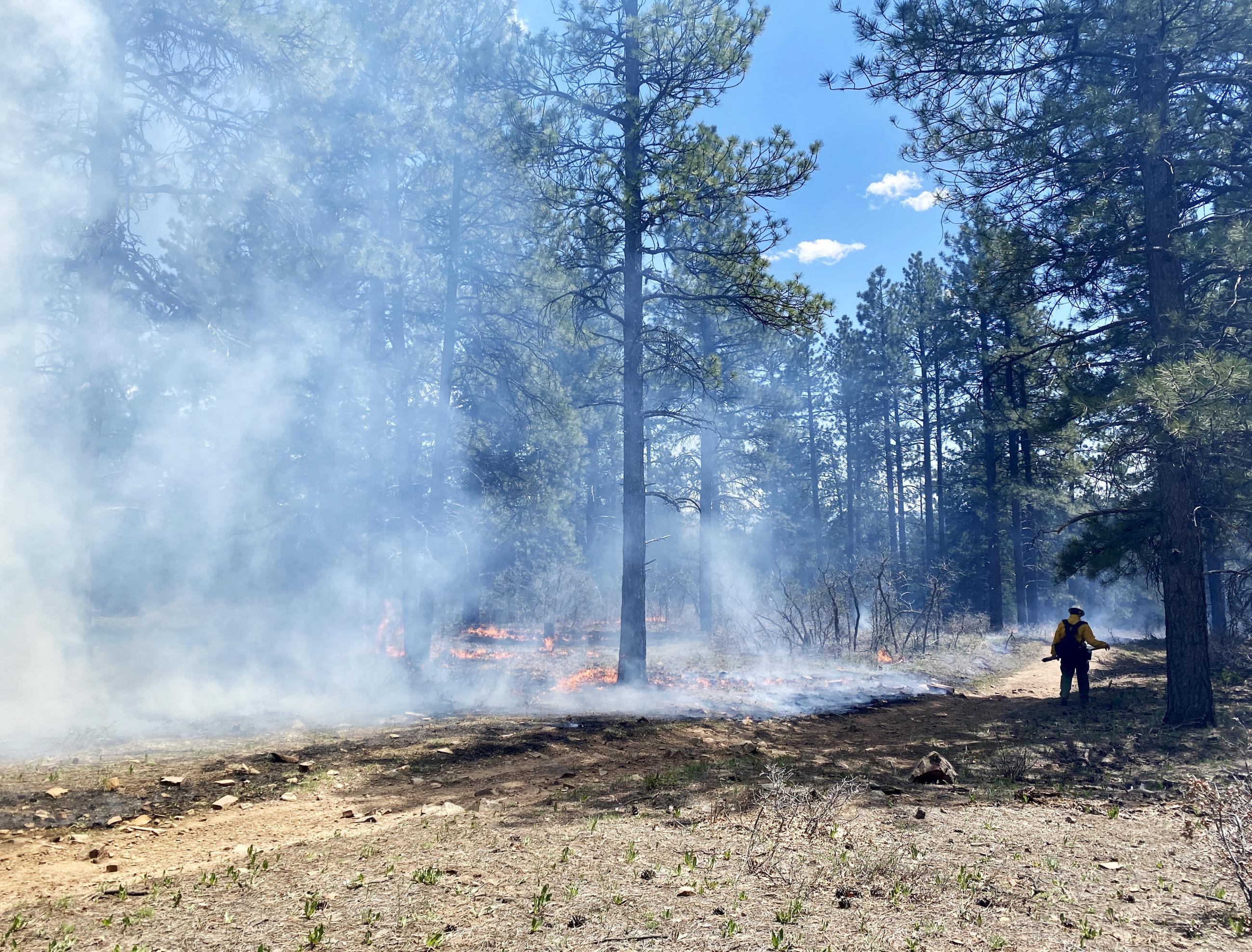 Ponderosa pine forest in the background with a dirt road running through the bottom third of the image. There is a firefighter wearing green pants, a pack, a yellow shirt, and a white hard hat. There are short flames in the trees and smoke across the image. 