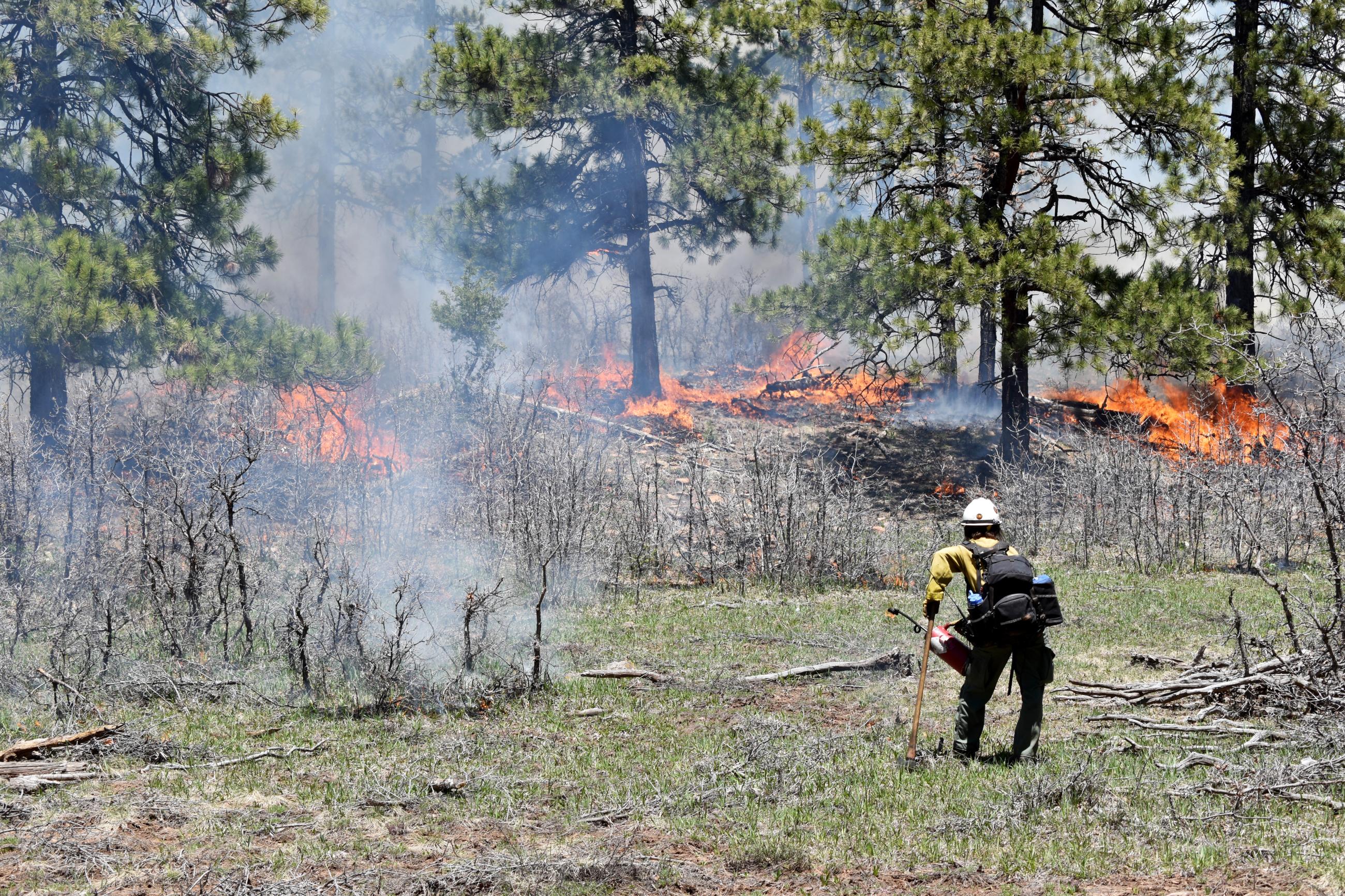 Firefighter standing in the foreground with his back to the camera. There are ponderosa pines in the background, surrounded by smoke. There are short flames in the brush under the flames. 