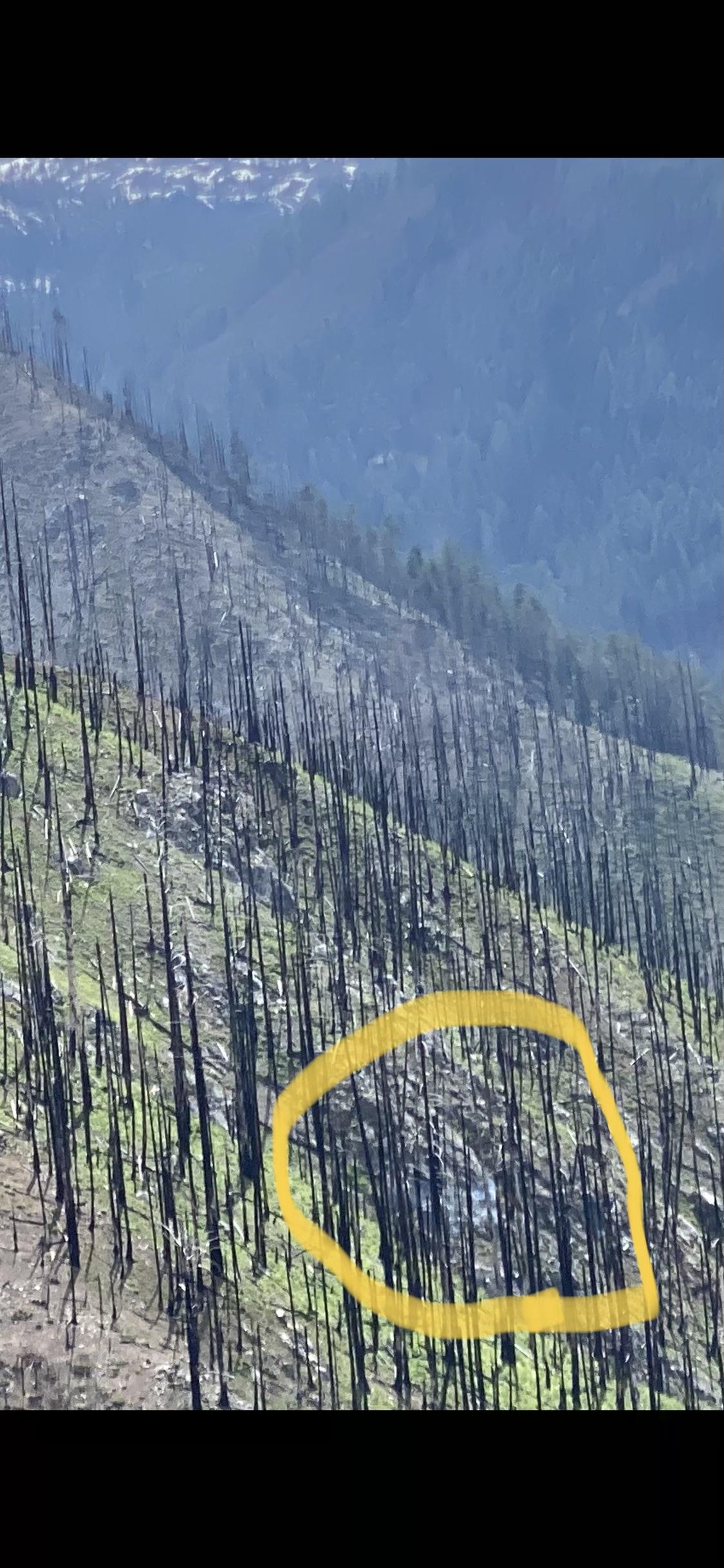 Picture of steep hillside with green grass and dead trees with light smoke from the Burney Fire