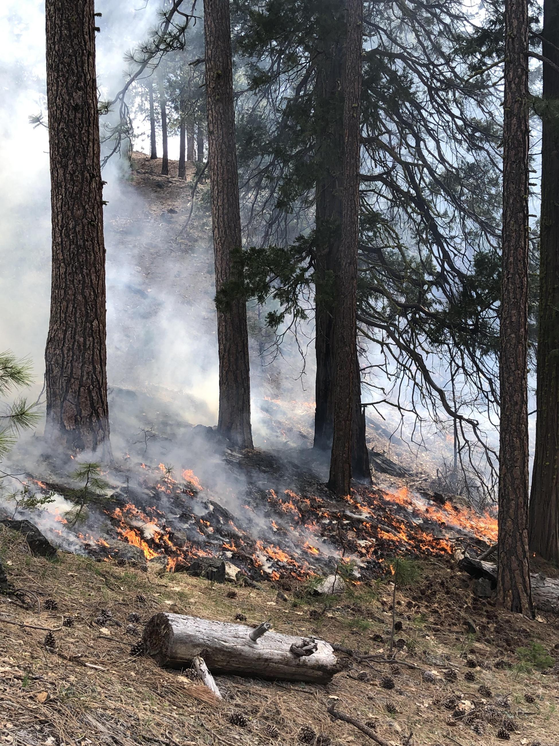 low intensity underburn in ponderosa pine forest