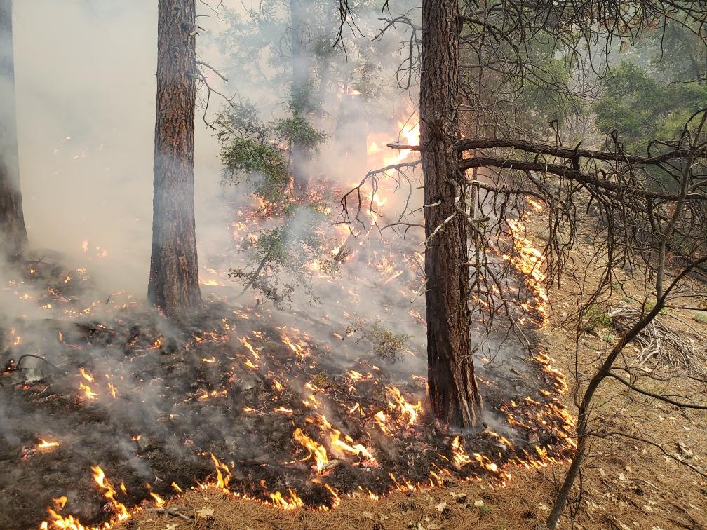 Low intensity prescribed fire backs through needle litter in ponderosa pine stand
