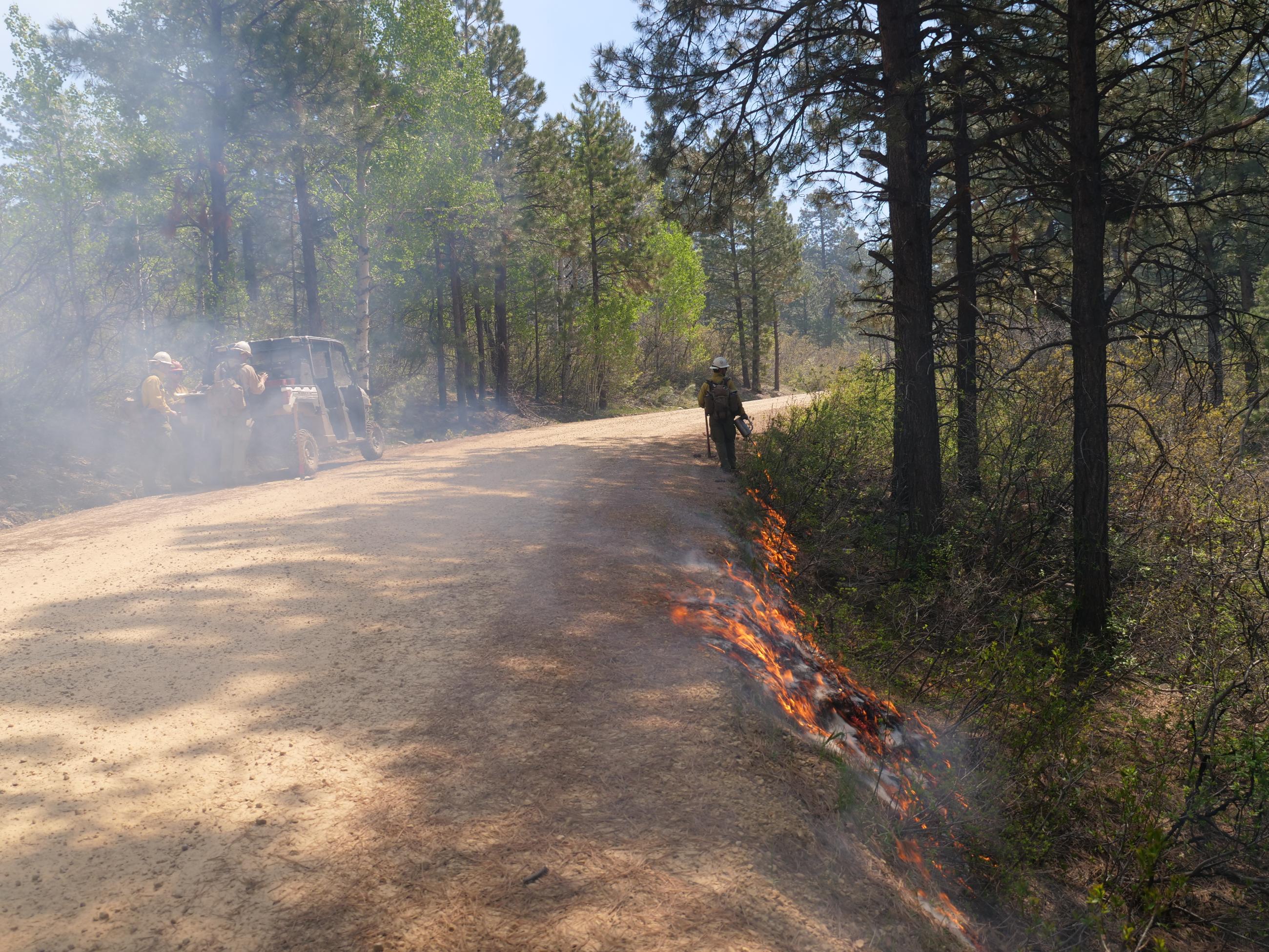 A firefighter with a drip torch applies fire to the ground next to a forest road.