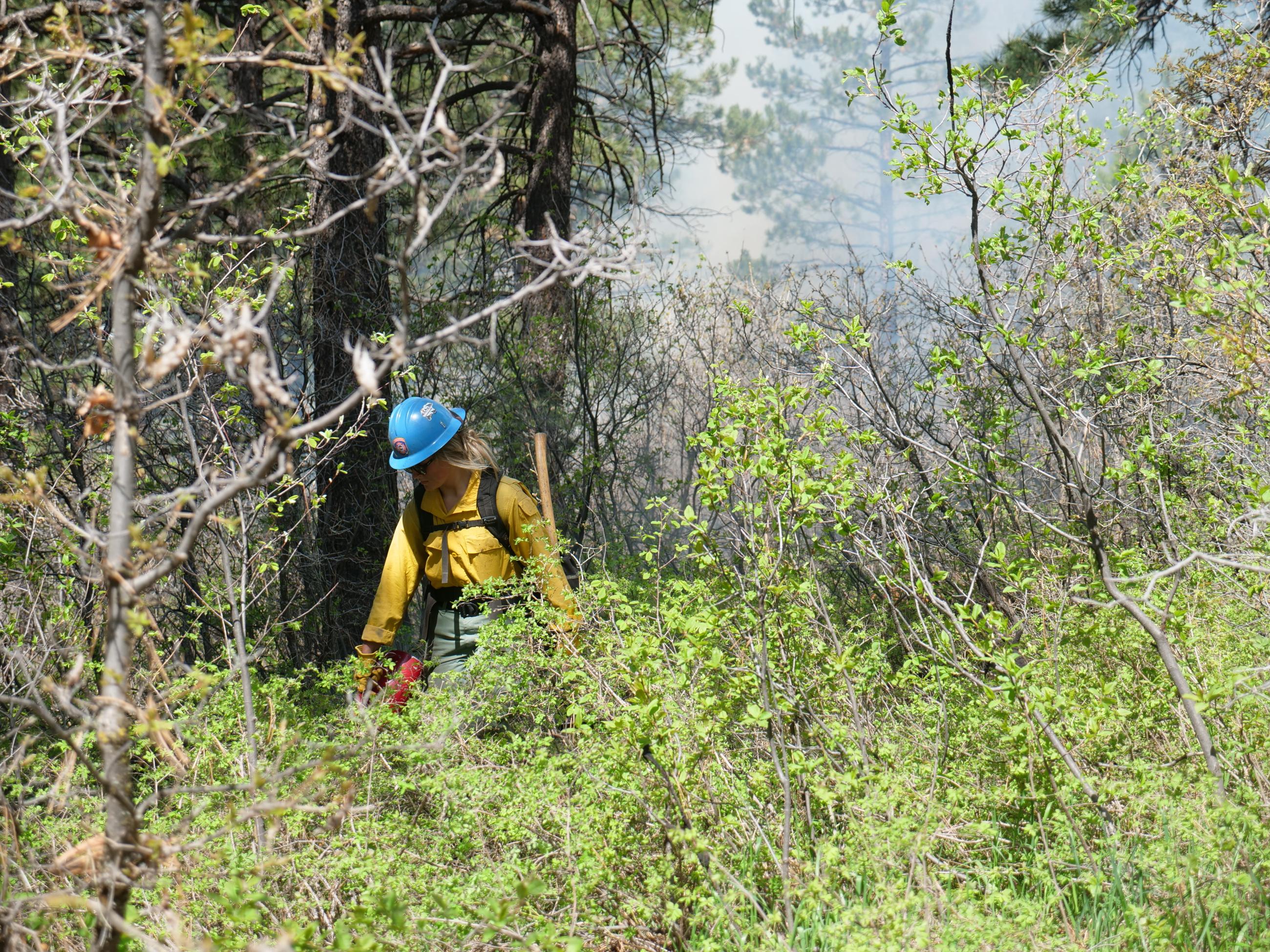A woman firefighter in a blue helmet and yellow shirt is seen in thick brush during a prescribed fire.