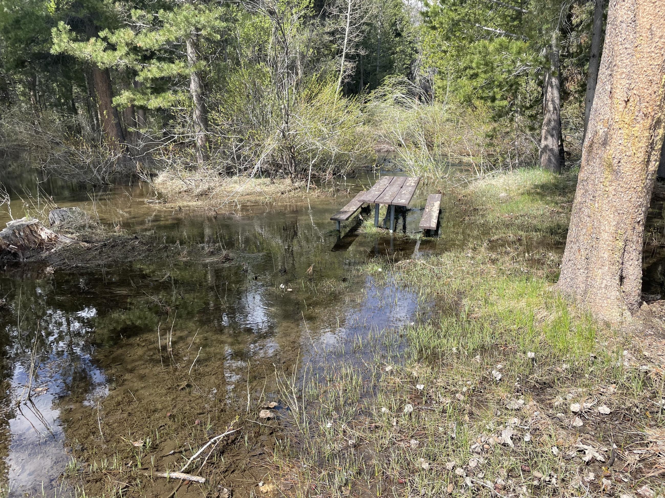 Image showing flooding in camping site 7 of the Moraine Campground on the Mono Lake Ranger District