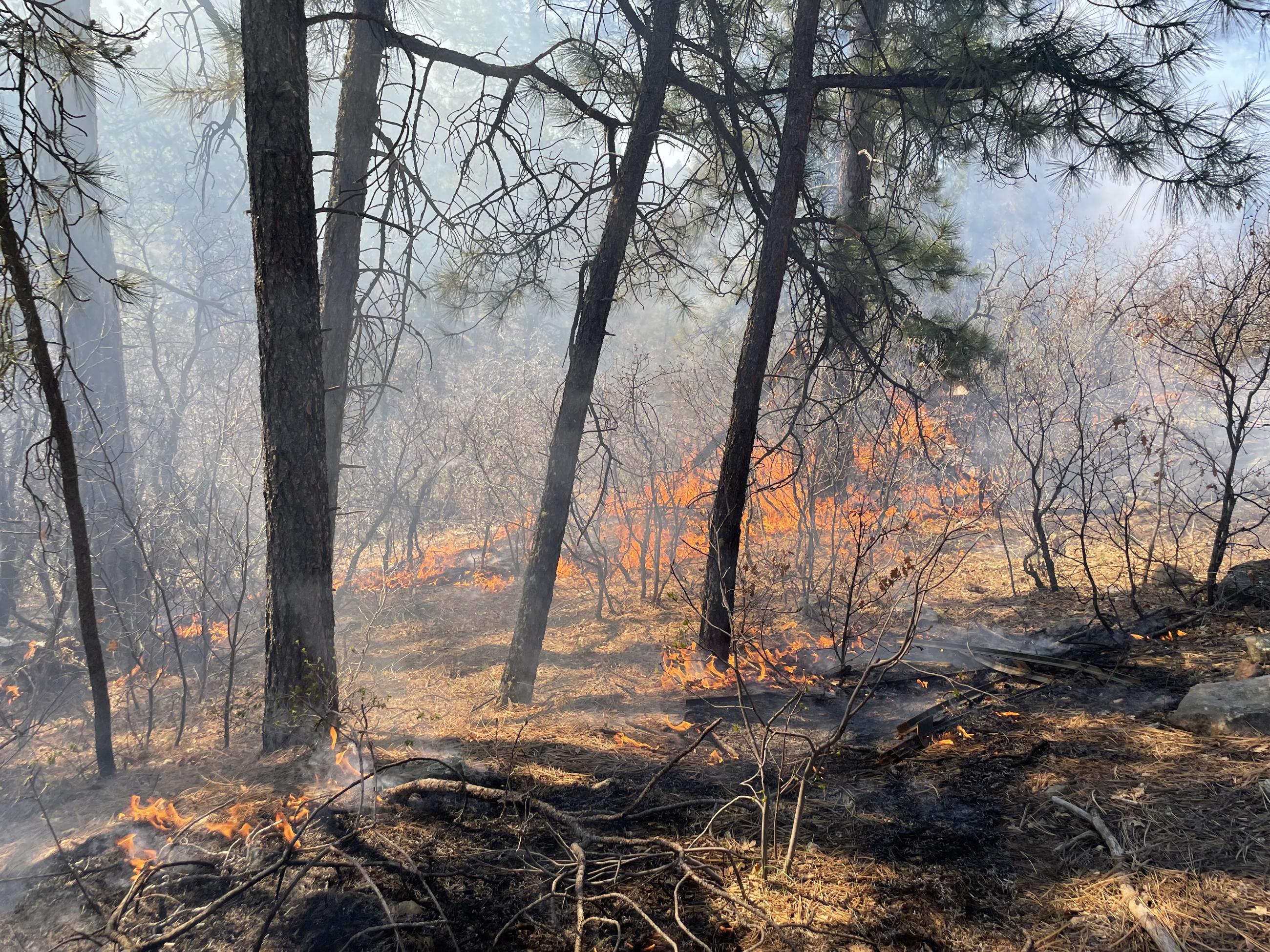 short flame lengths under forest canopy