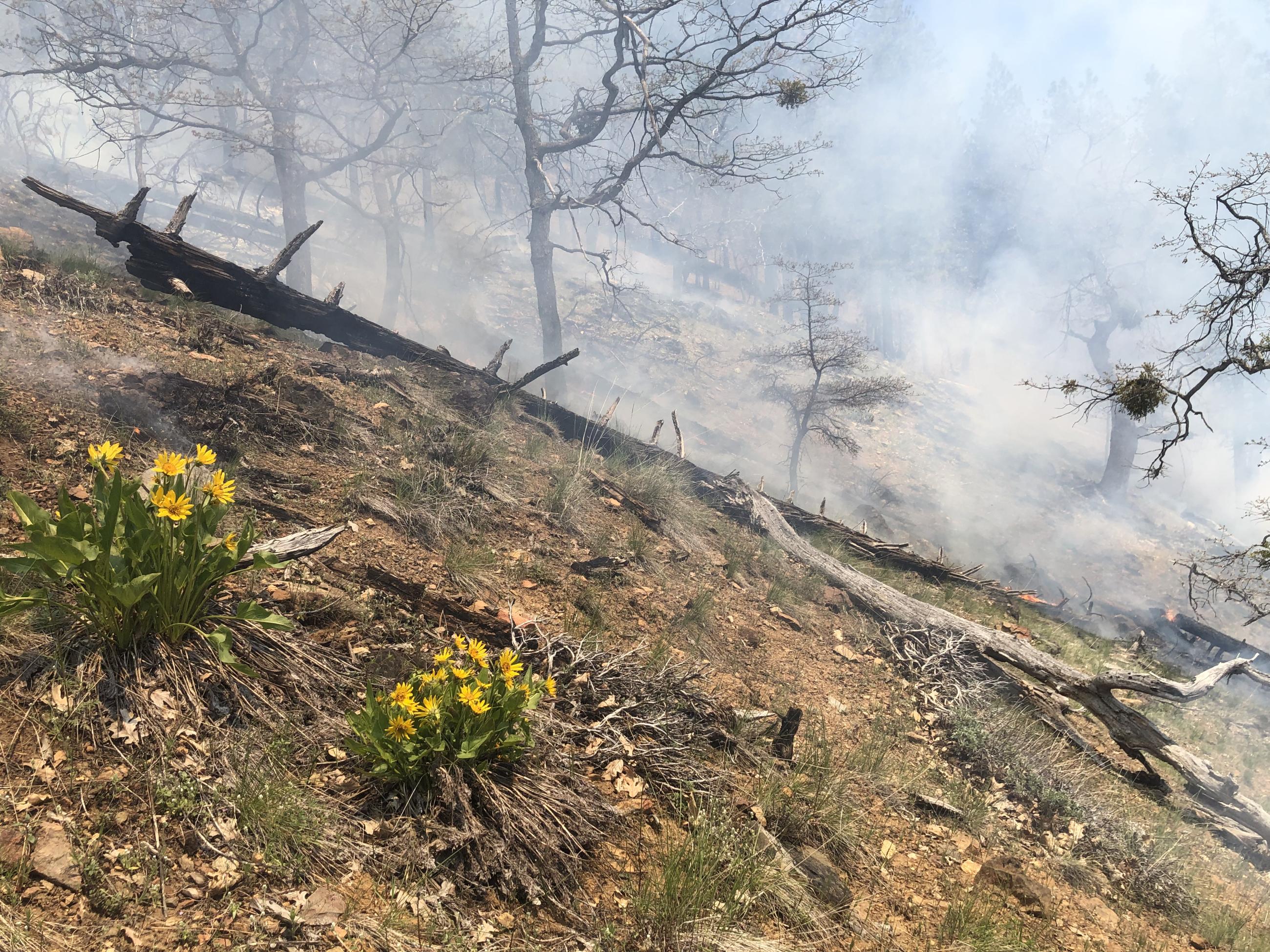 Yellow flowers with prescribed fire smoke in the background