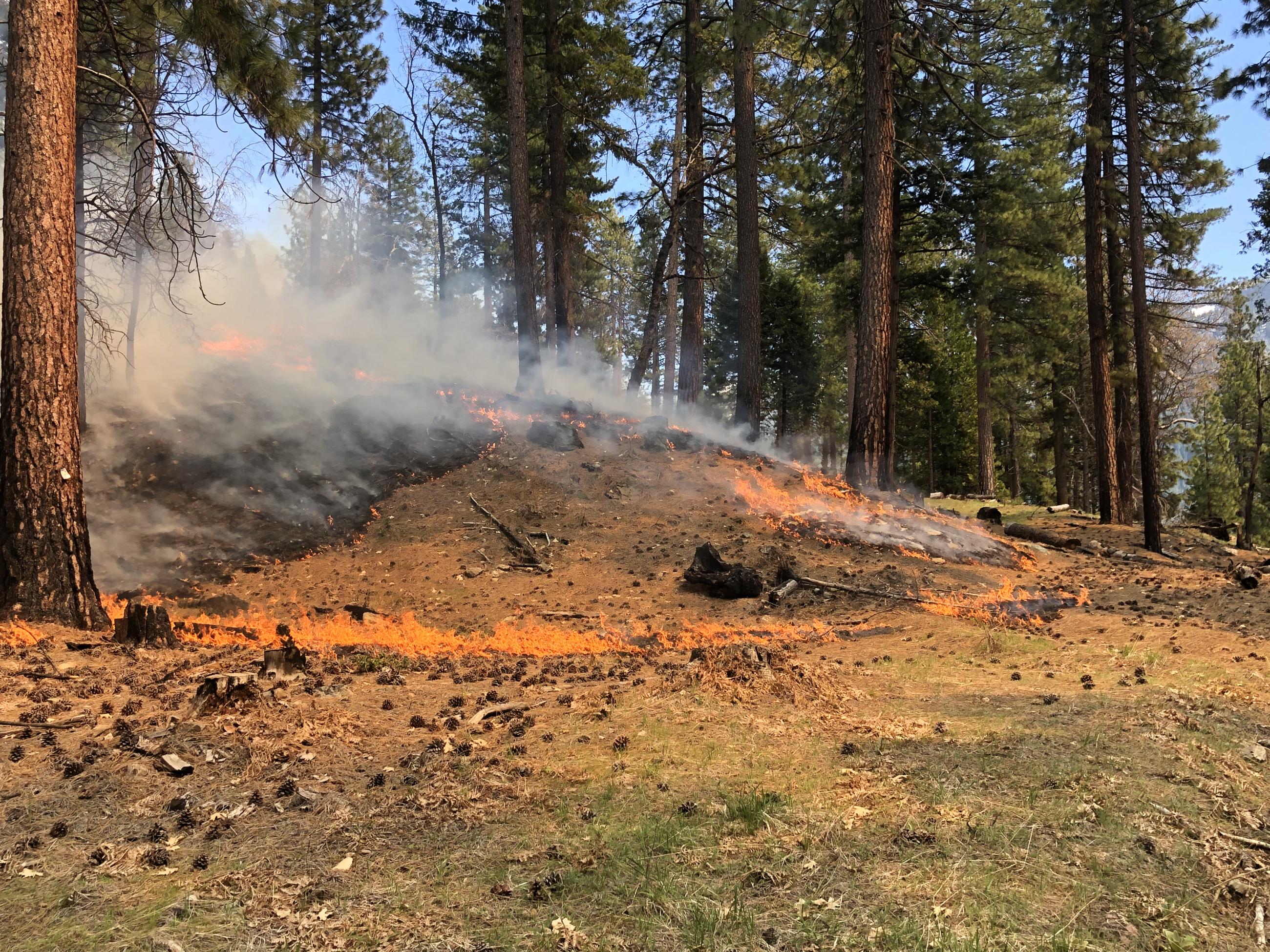 Low flames consume surface litter in a ponderosa pine forest.