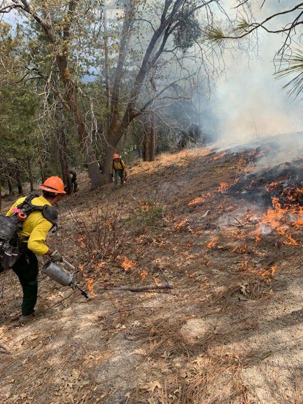 Firefighters ignite a burn pile on Angelus Oaks prescribed burn 5/3/23.