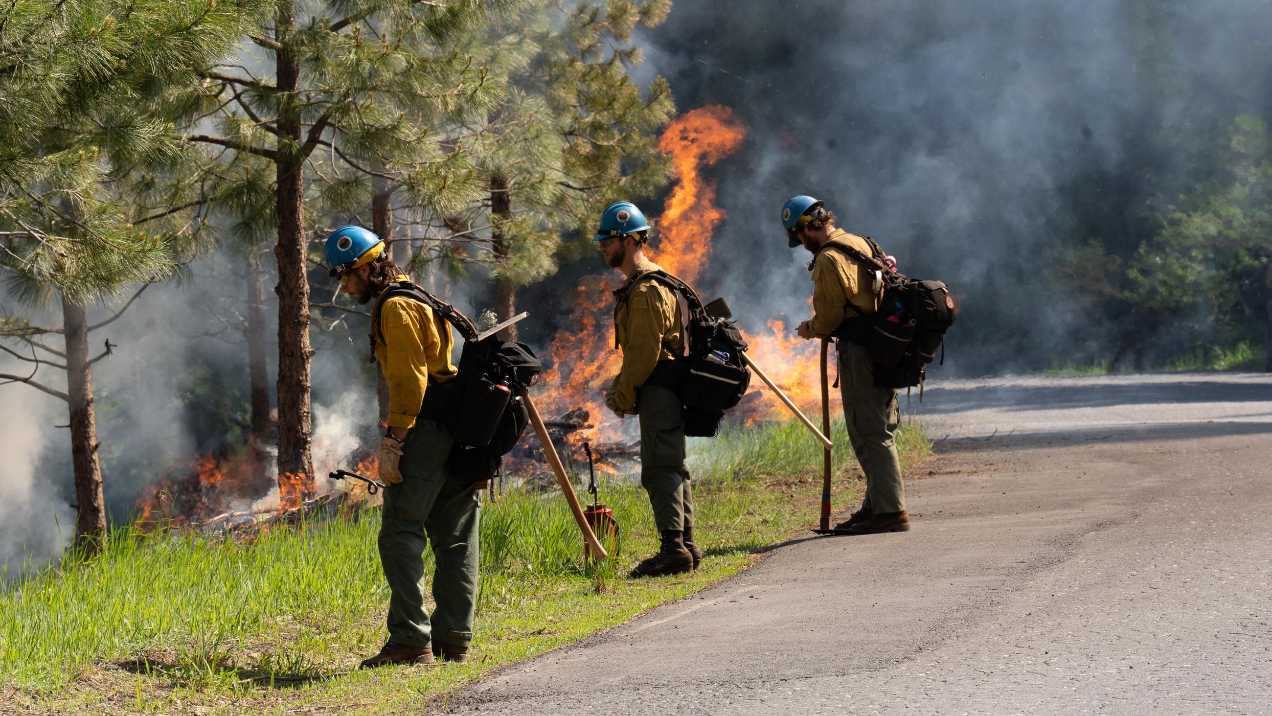 Three firefighers watch over and ensure fire holds along the road. 