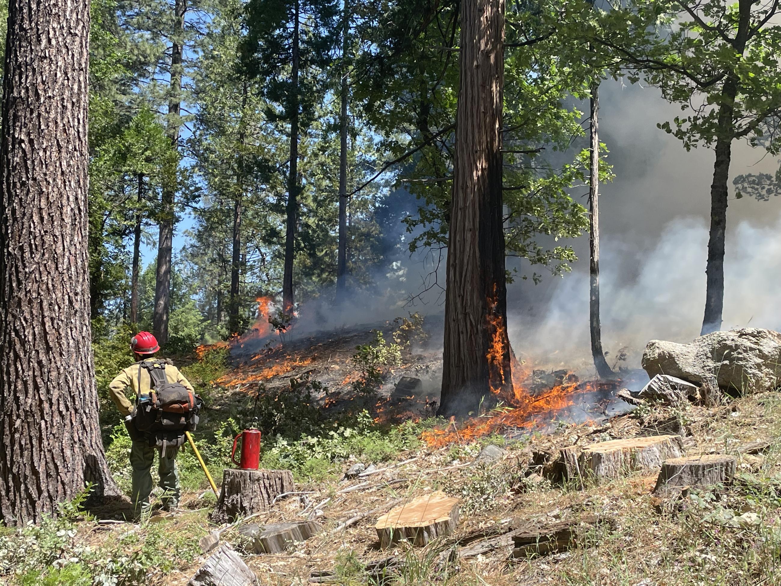 6/16/23 South Fork prescribed burn