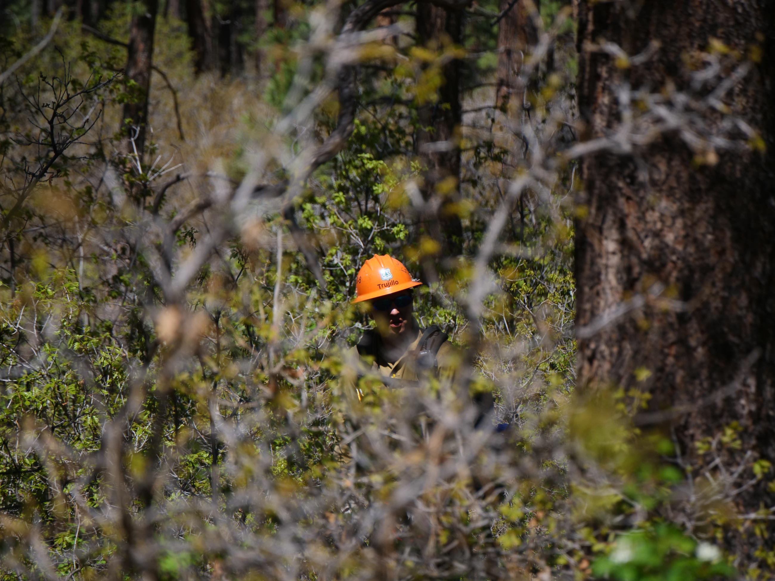 The face and orange helmet can be seen framed by oak brush all around.