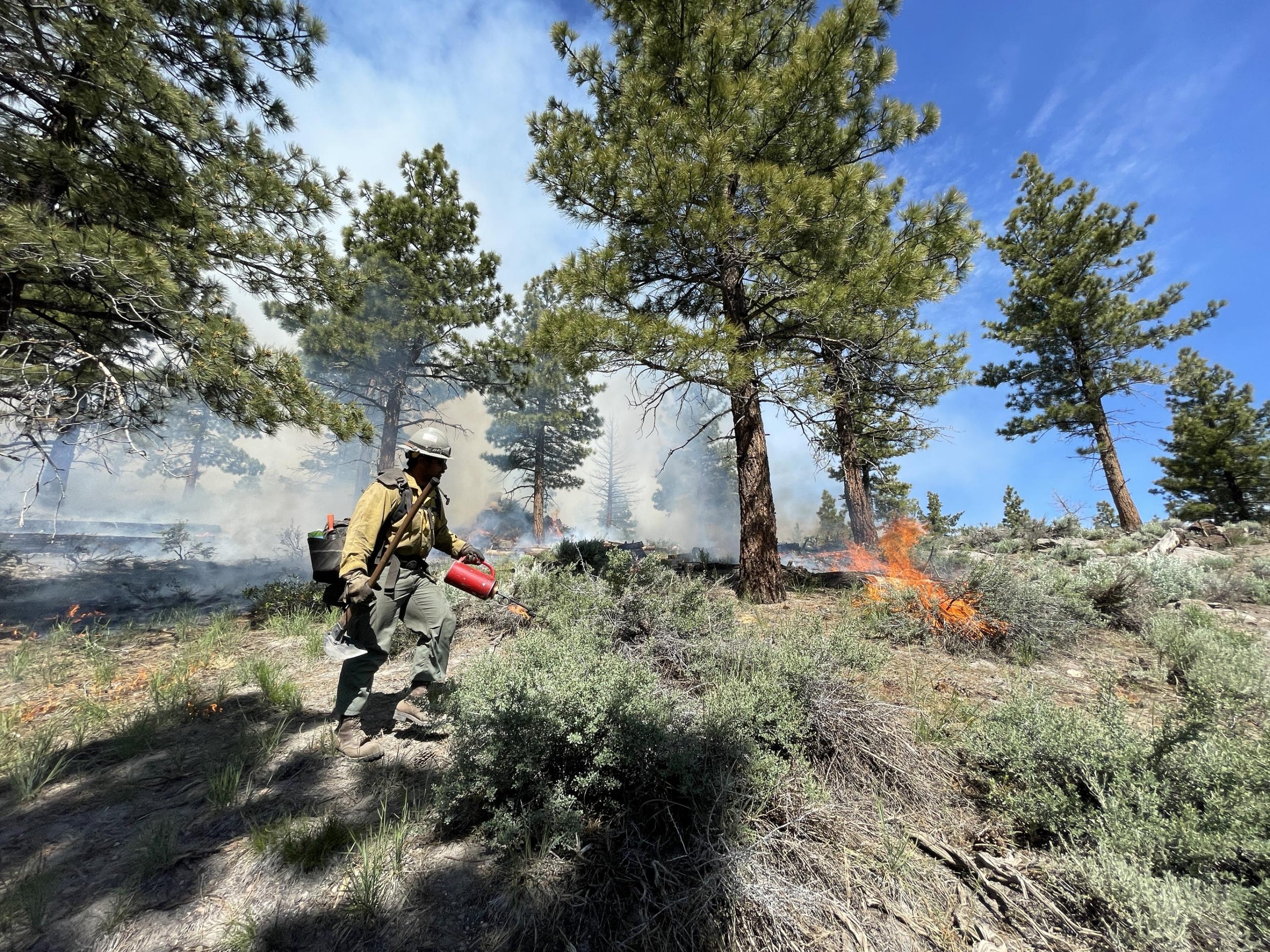 Image showing firefighter lighting off vegetation in the Antelope Prescribed Burn