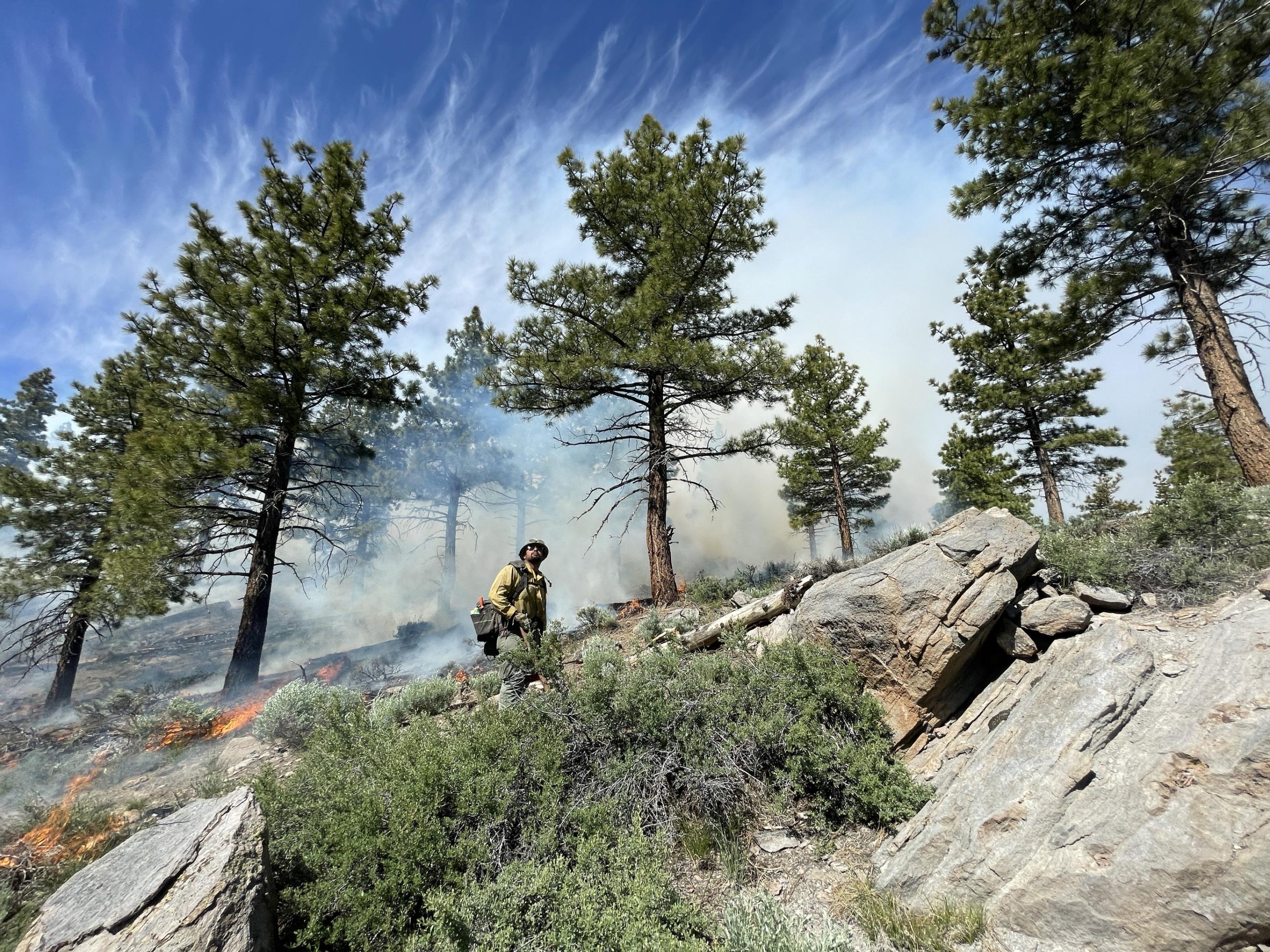 Image showing firefighter lighting off vegetation in the Antelope Prescribed Burn