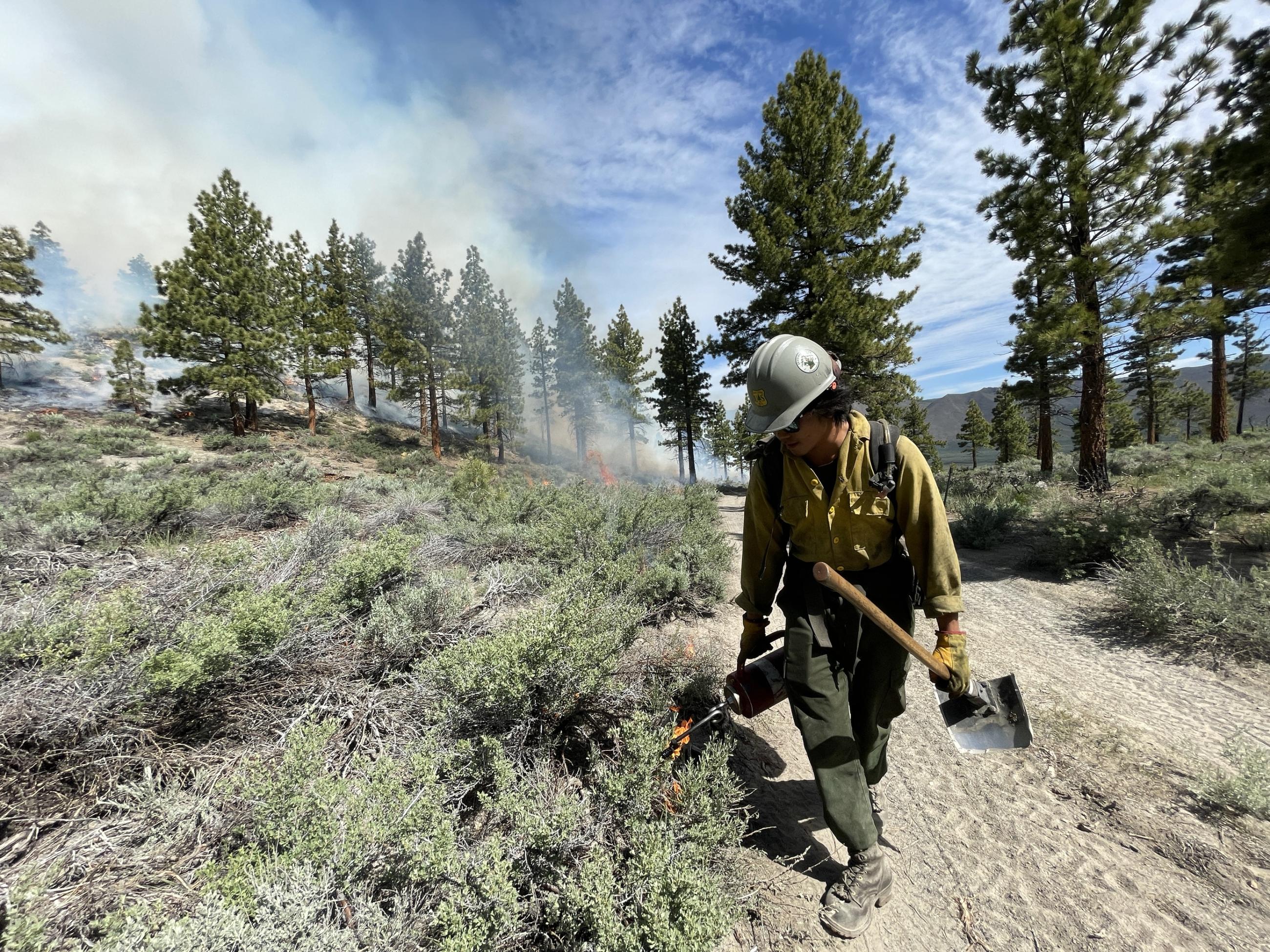 Image showing firefighter lighting off vegetation in the Antelope Prescribed Burn