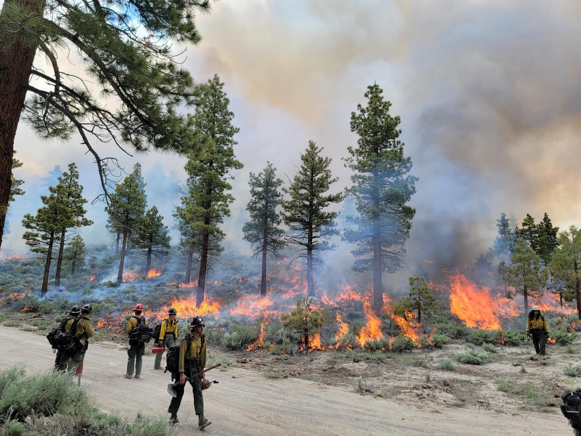 Image showing Firefighters Conducting Antelope Prescribed Burn Project