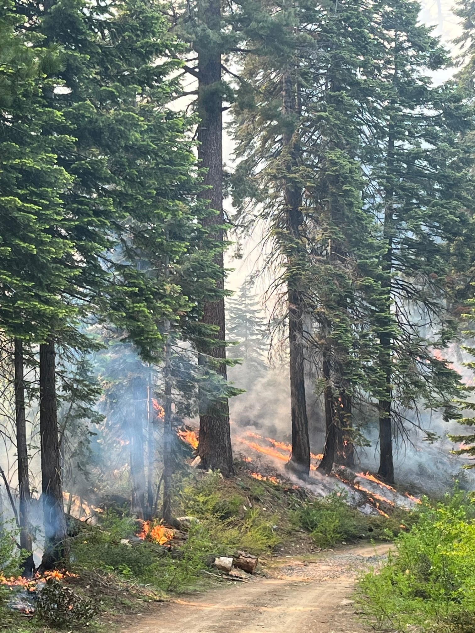 Smoke filling a forested landscape with flames between the tree